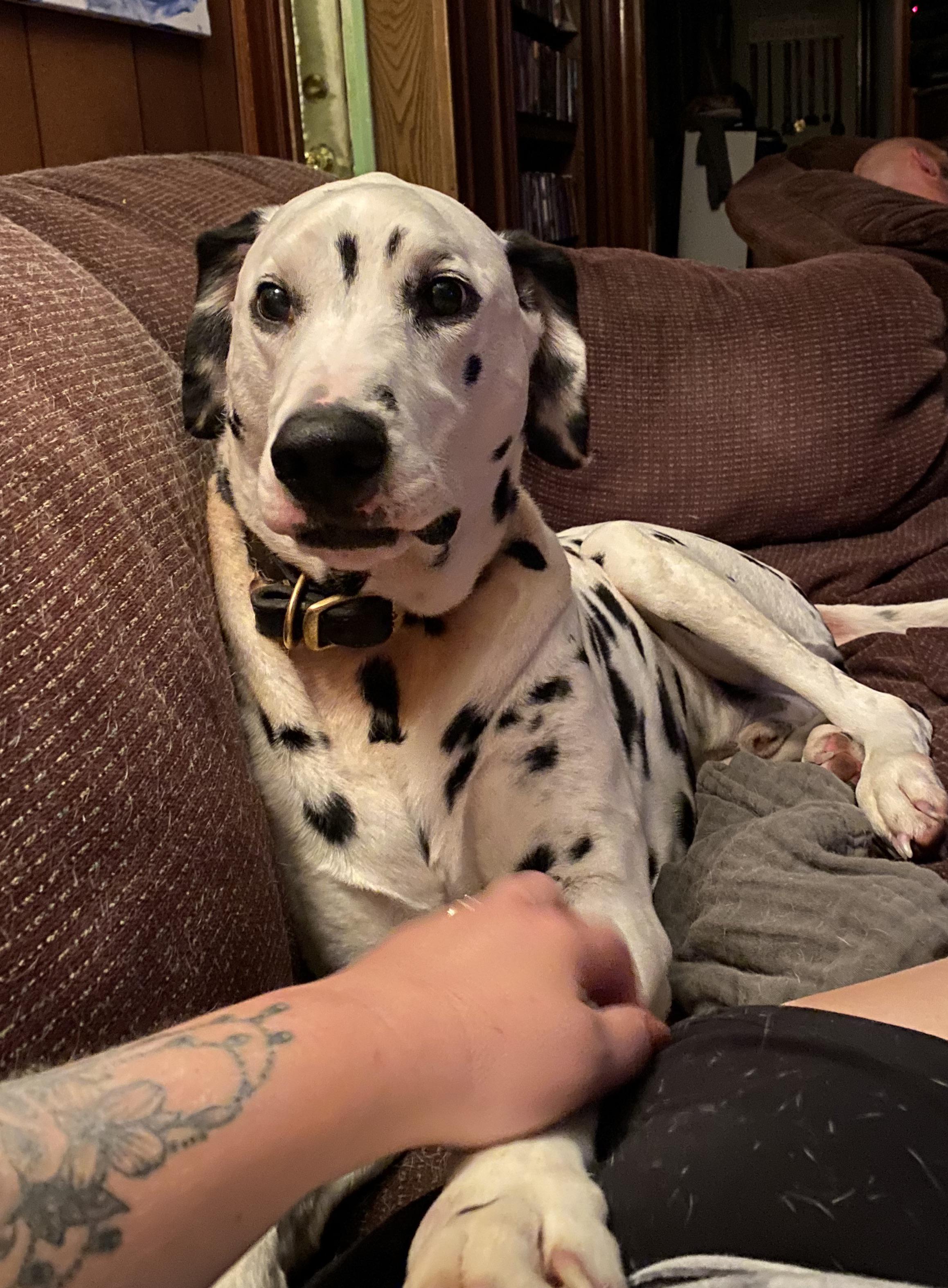 Velcro Dog! Lennon myverybestfriend r/dalmatians
