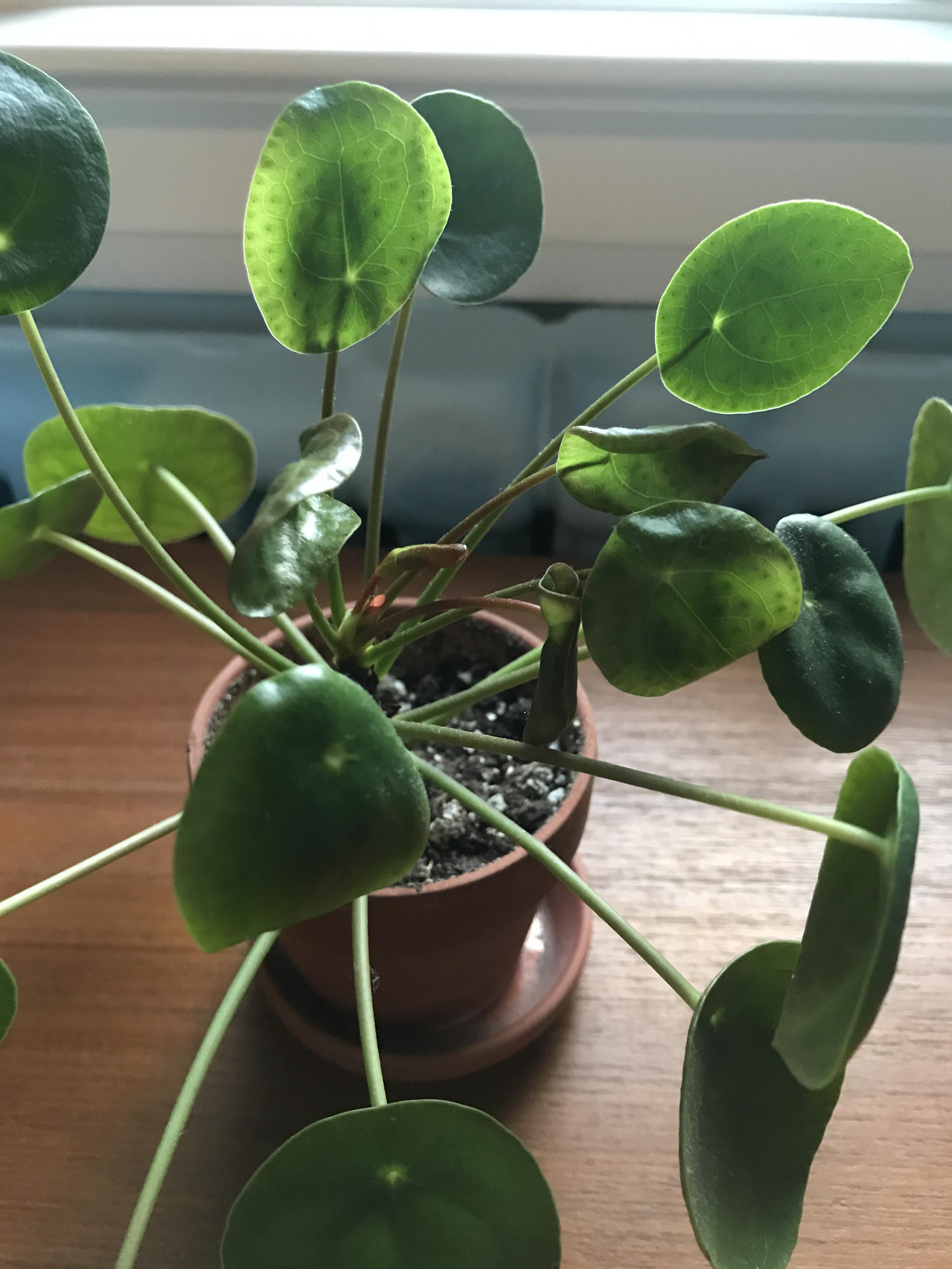 Does anybody know why my pilea leaves have stopped unfurling? They get