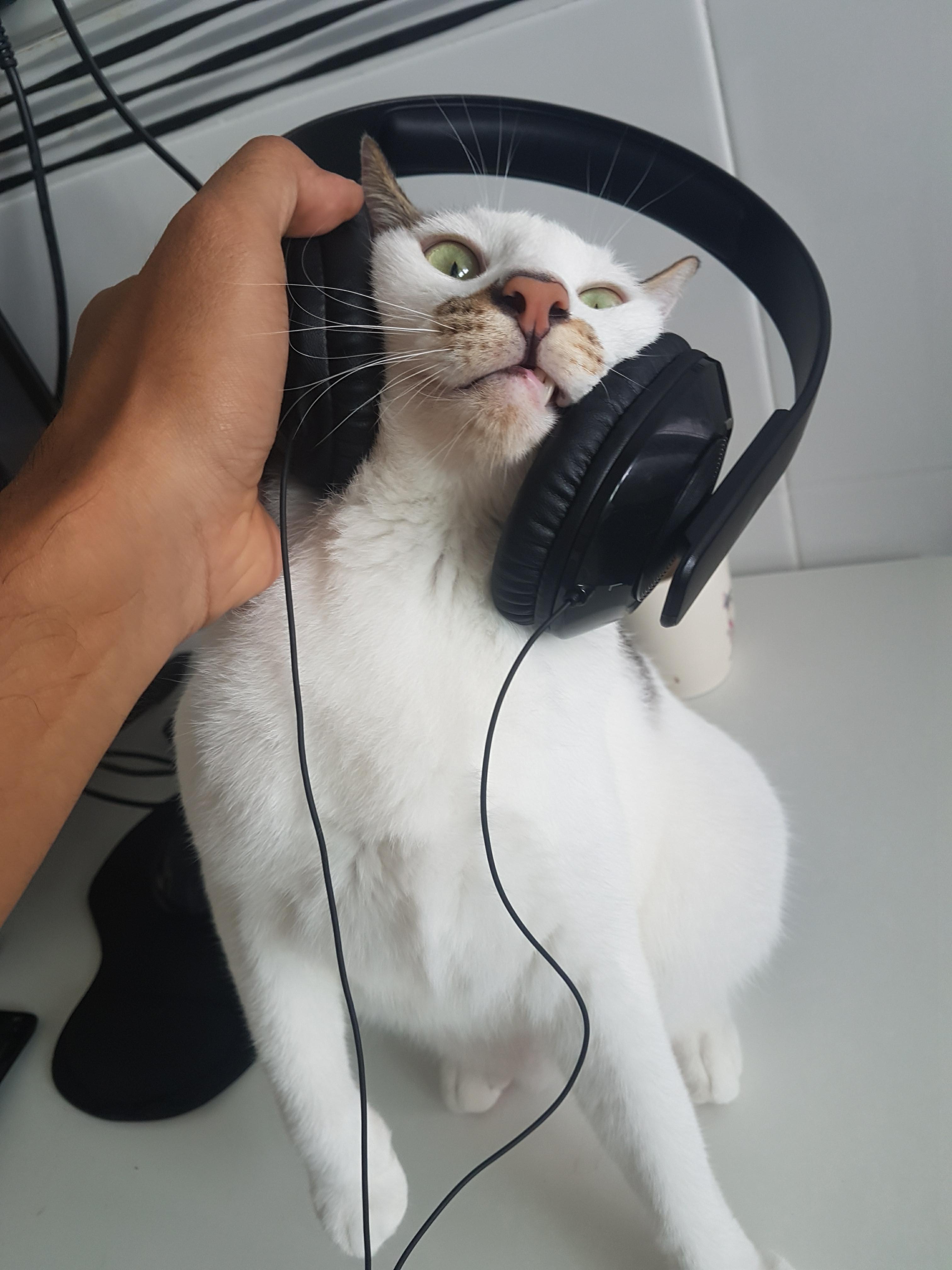 My cat wanted to listen to what I was listening to. r/funny