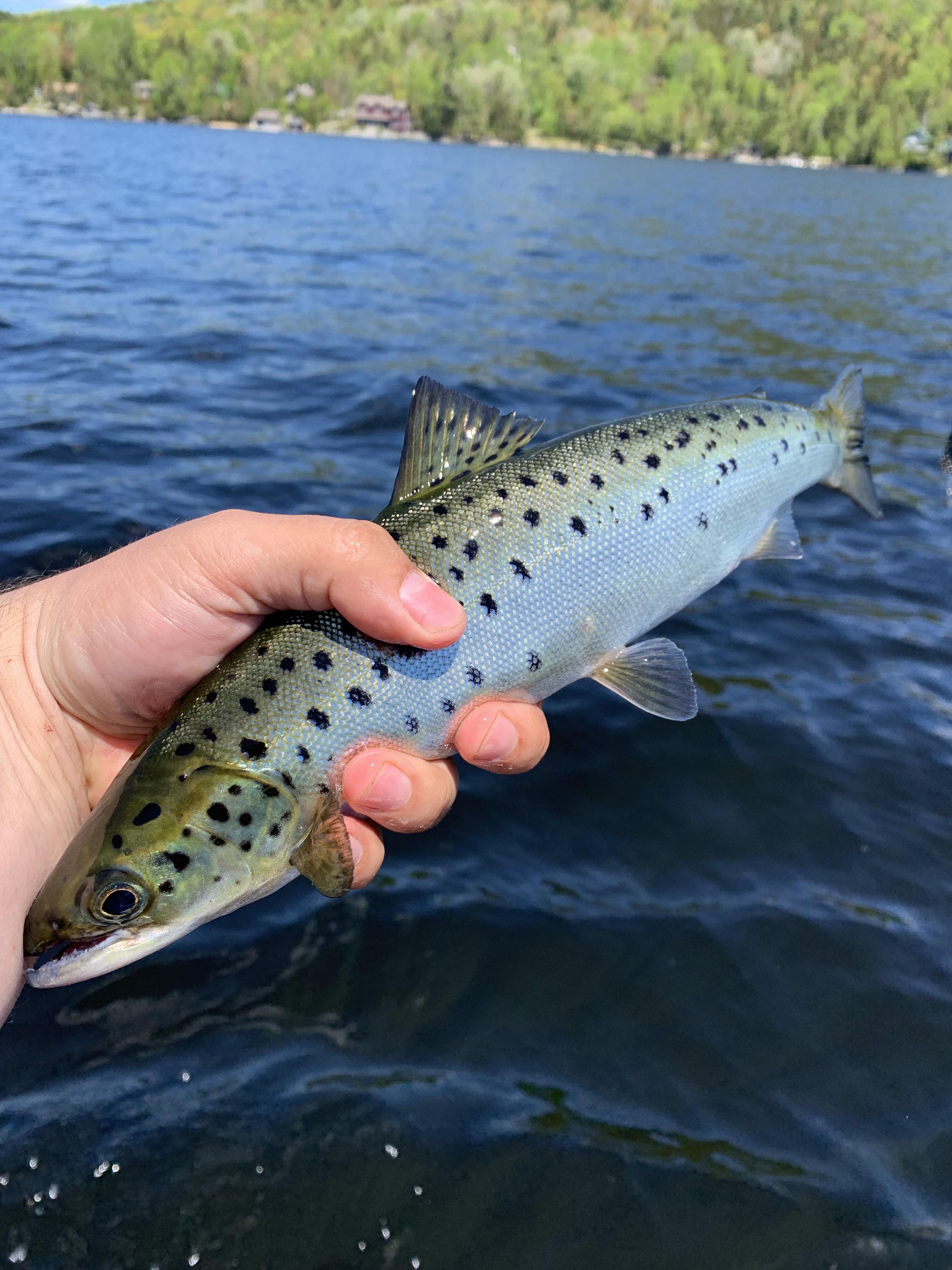 Landlocked Salmon r/Fishing