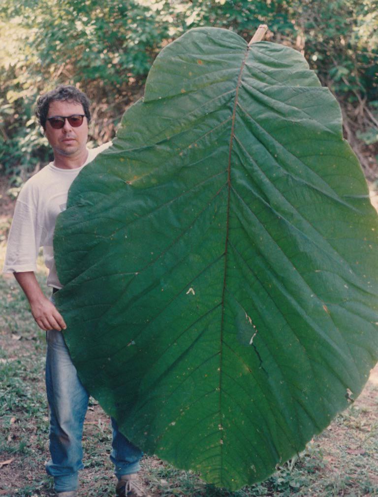 Coccoloba gigantifolia, world’s largest leaf r/interestingasfuck
