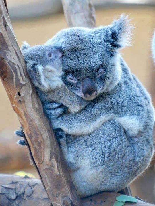 Koala protecting baby r/aww