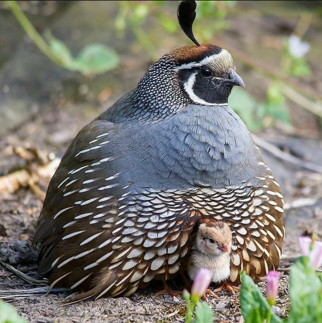 🔥 A Quail baby peeks out to say hi 🔥 r/NatureIsFuckingLit