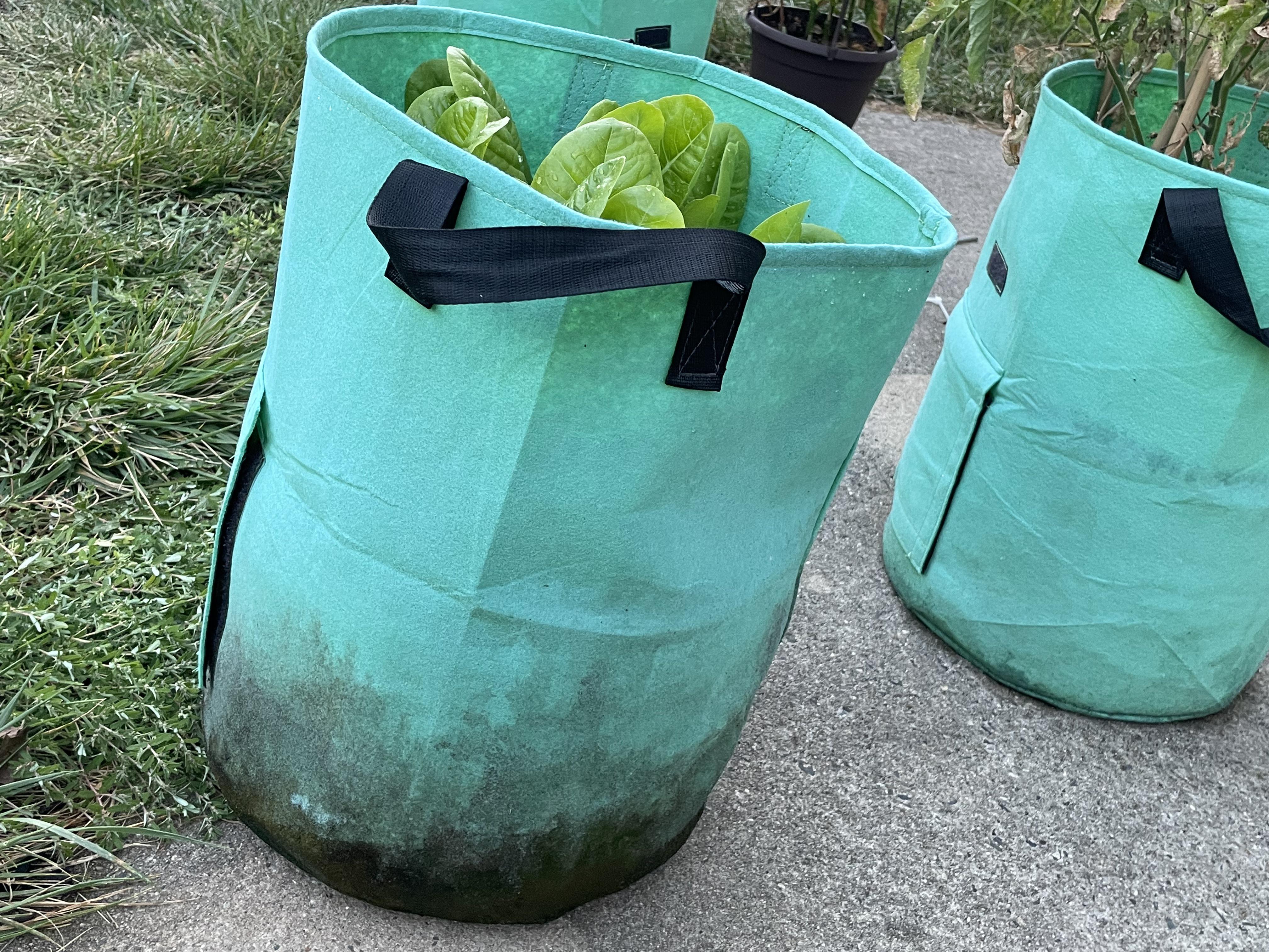 Guys is this mold at the bottom of my grow bag? It’s cabbage inside and