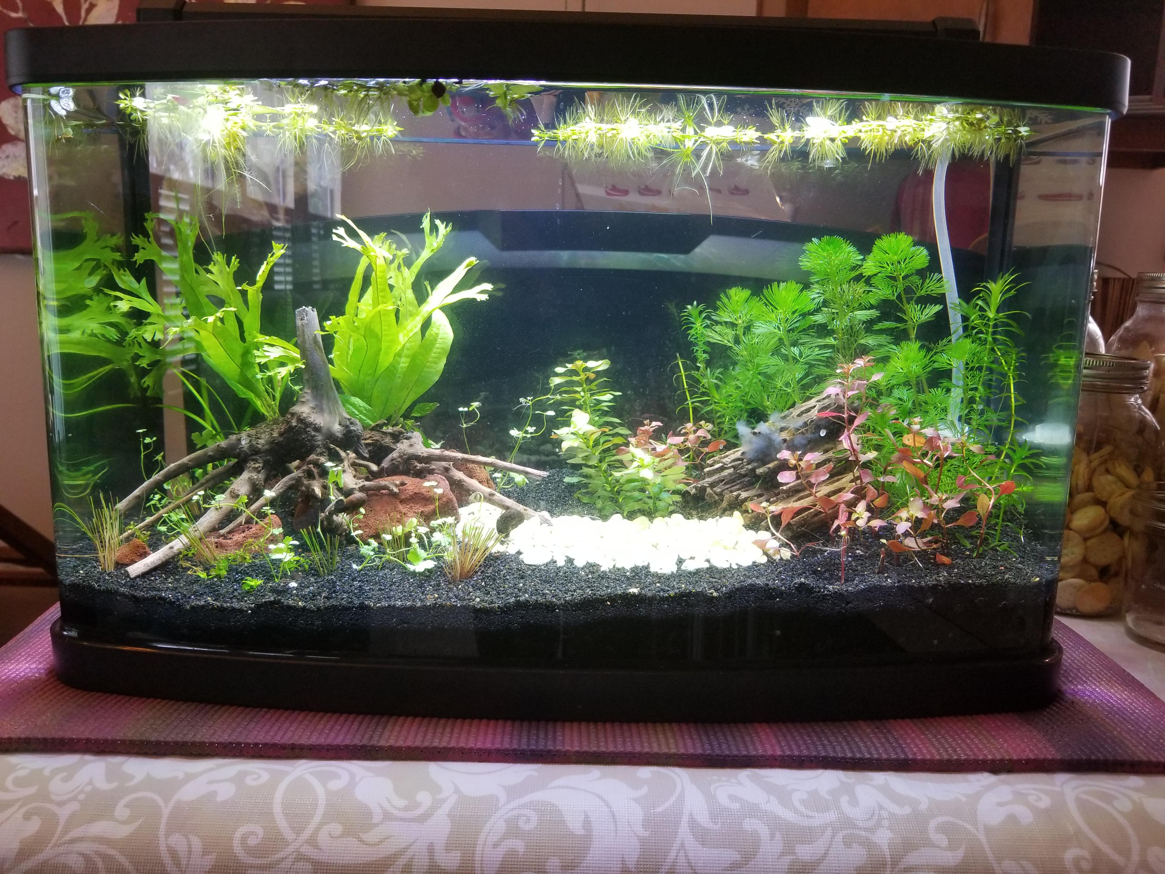 Beginner shrimp tank. Set this up almost 3 weeks ago and is cycled