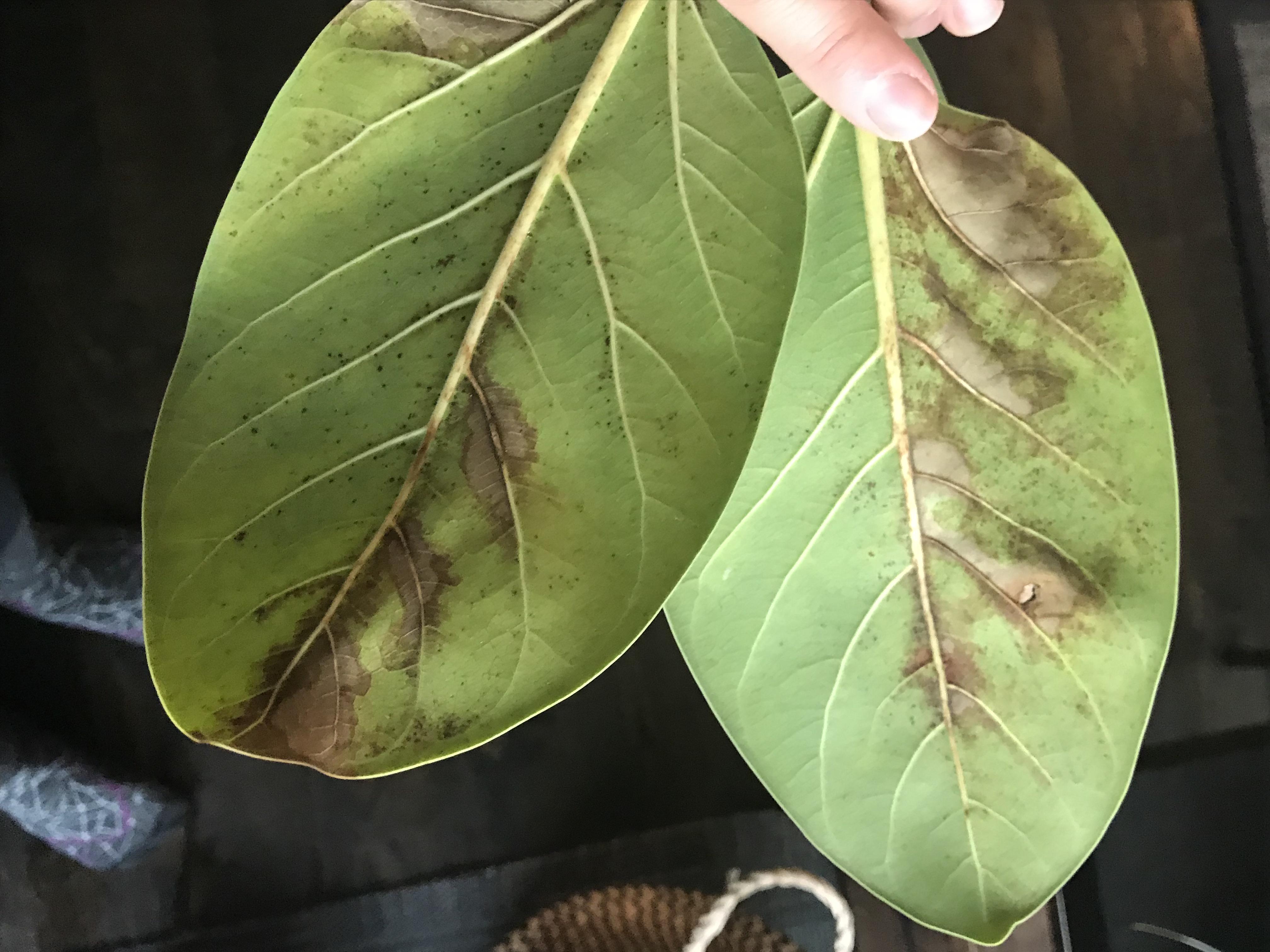 Help! Ficus Audrey losing leaves turning black and slightly yellow 😭