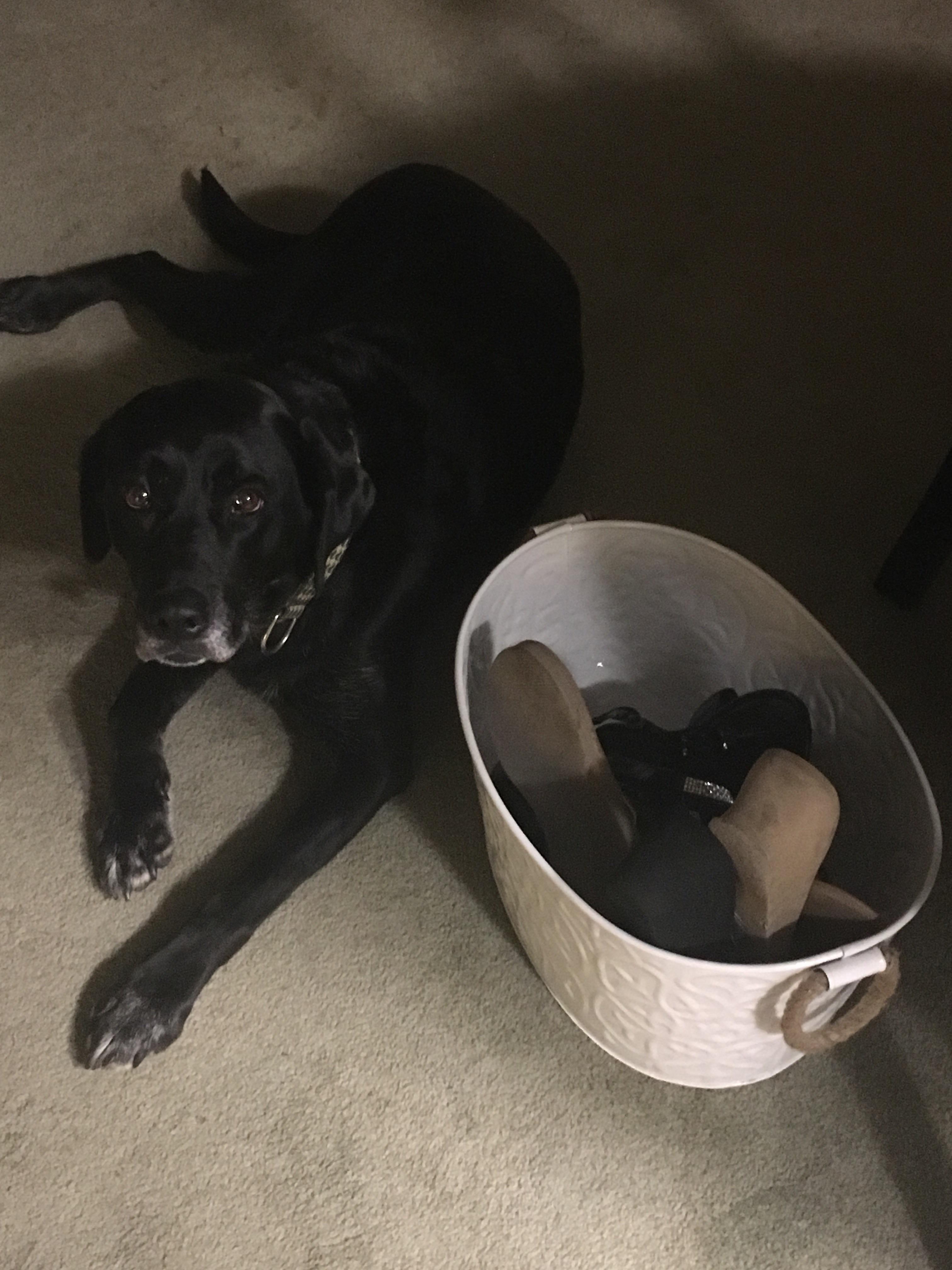 Pupper steals shoes for later disposal. r/Blacklabs