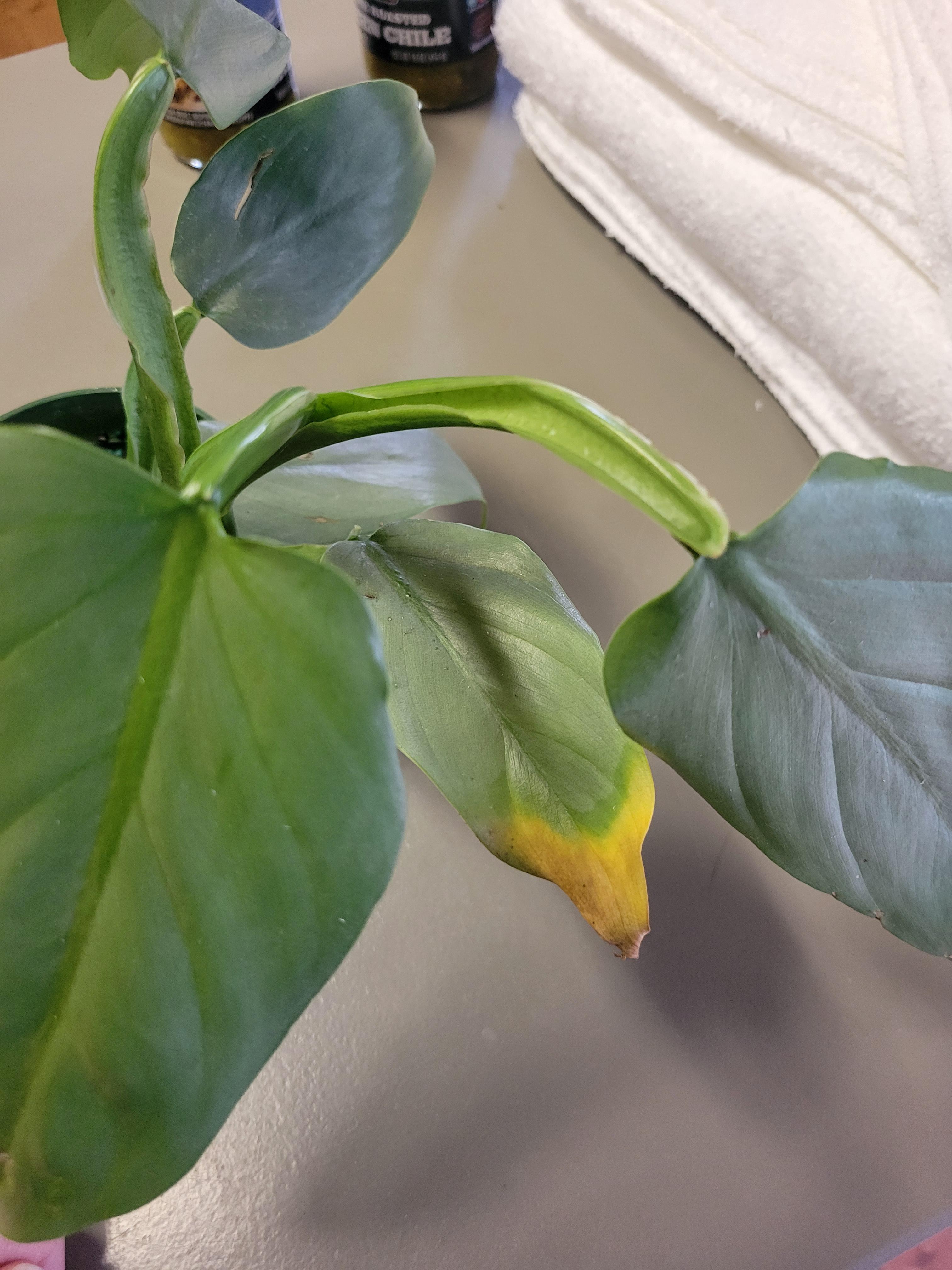 Silver Sword philodendron leaf turning yellow. please help! r/plantclinic