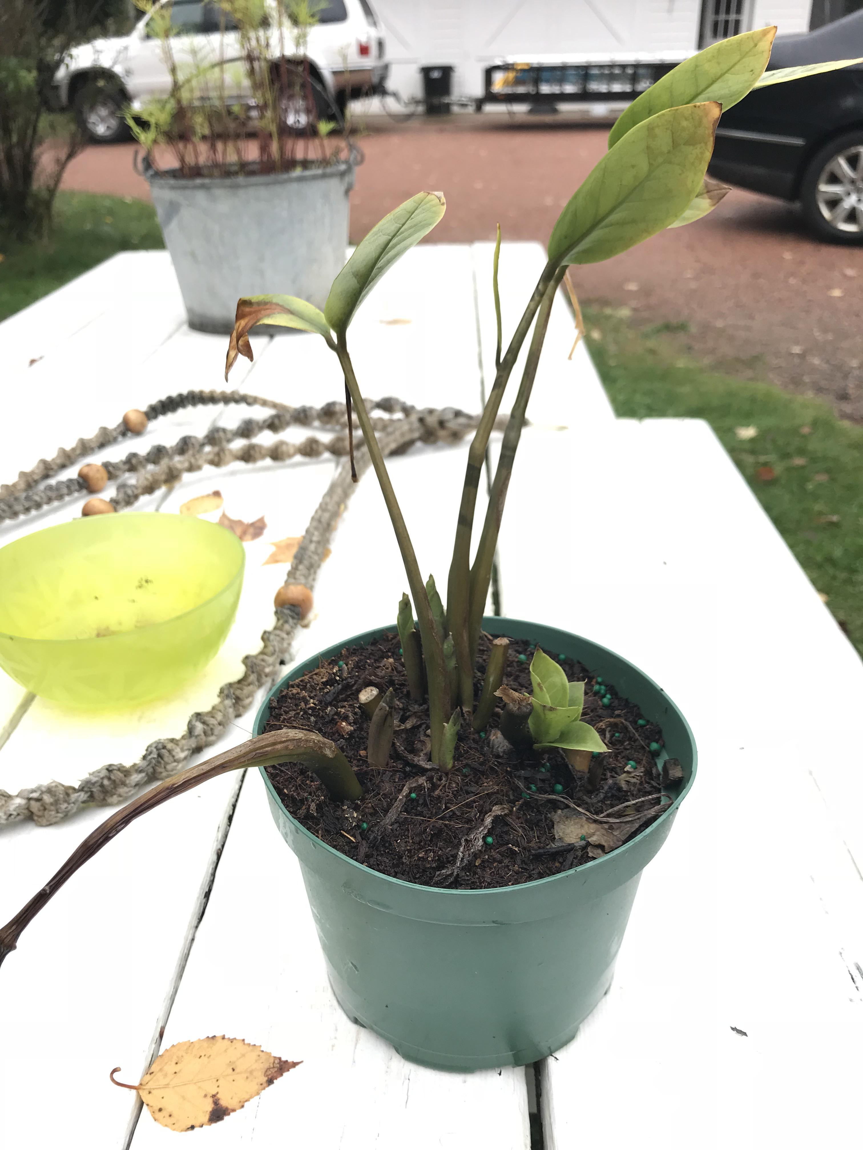 ZZ Plant left outside all summer, can I save this guy? r/houseplants