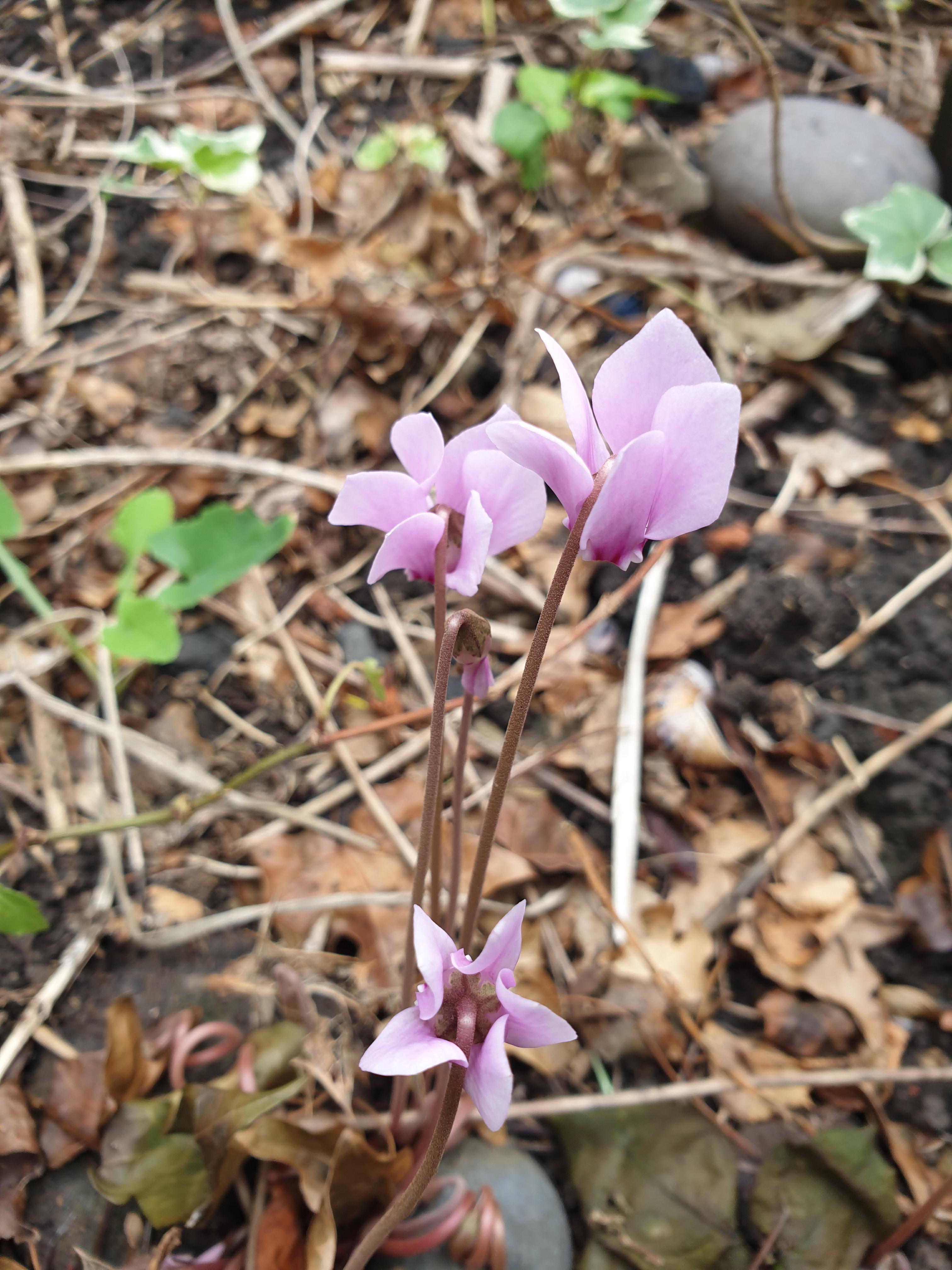 Is this autumn crocus? I cut back a ton of ivy this summer
