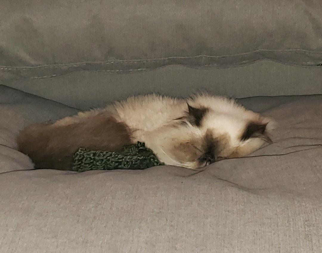 New couch...she is in heaven. She just keeps sinking deeper and deeper