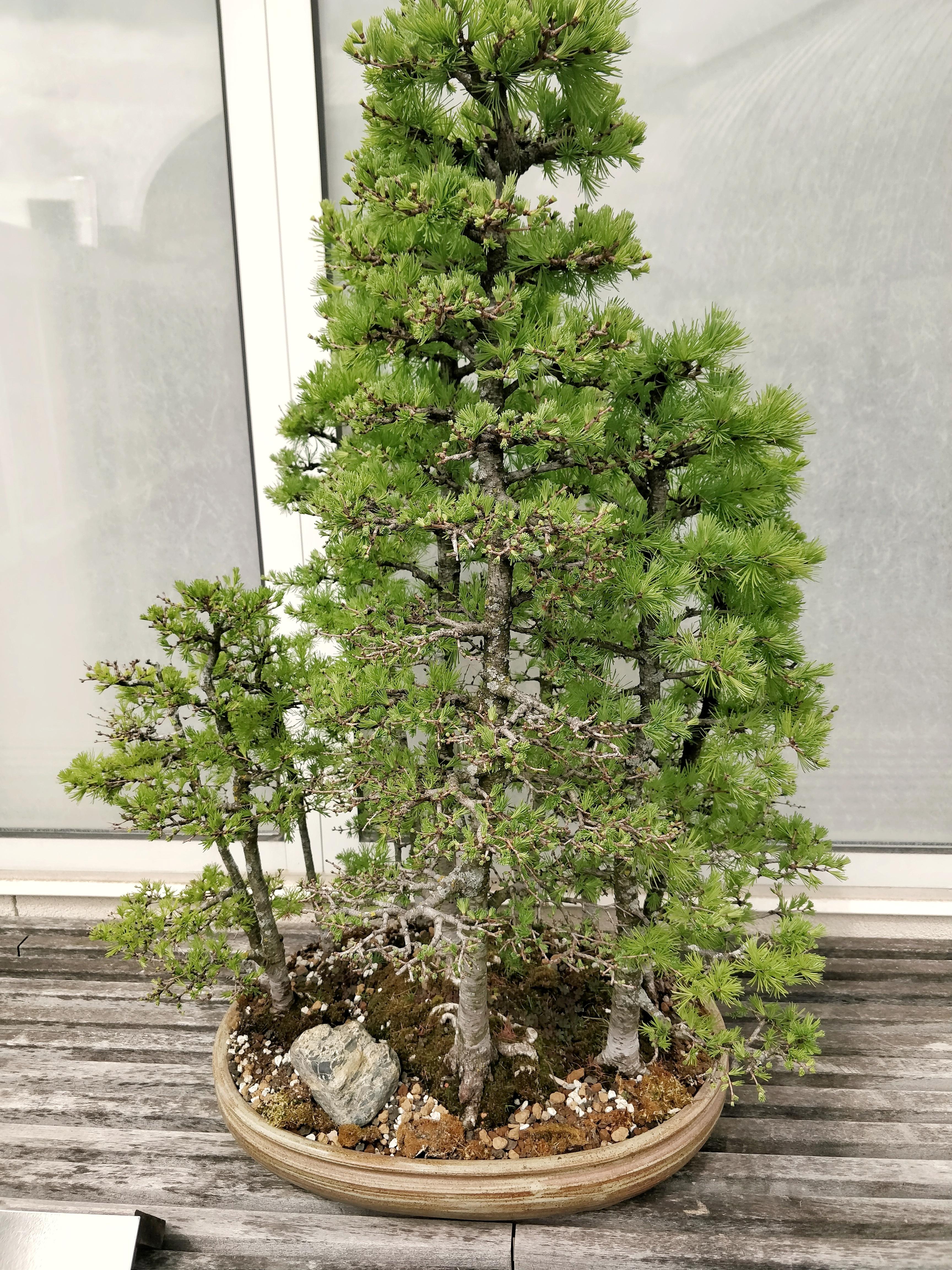 Today I went to a bonsai exhibit. The Tamarack was my absolute favorite