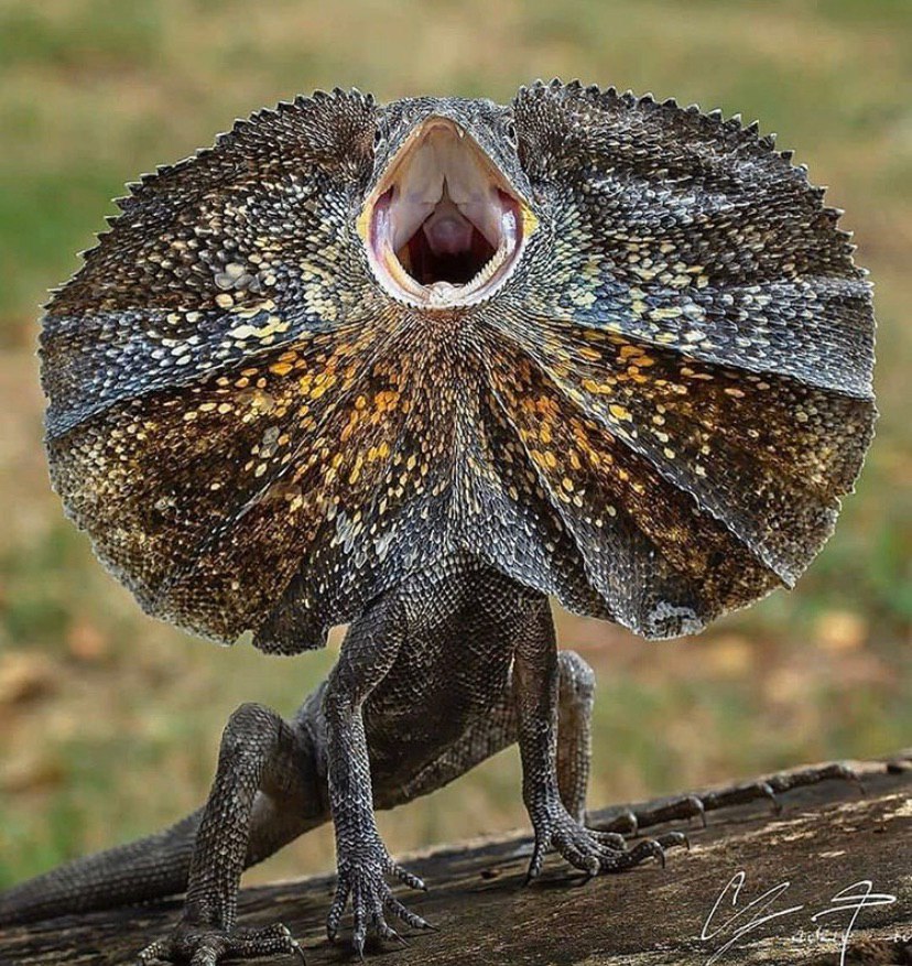 Frillednecked lizard r/Lizards