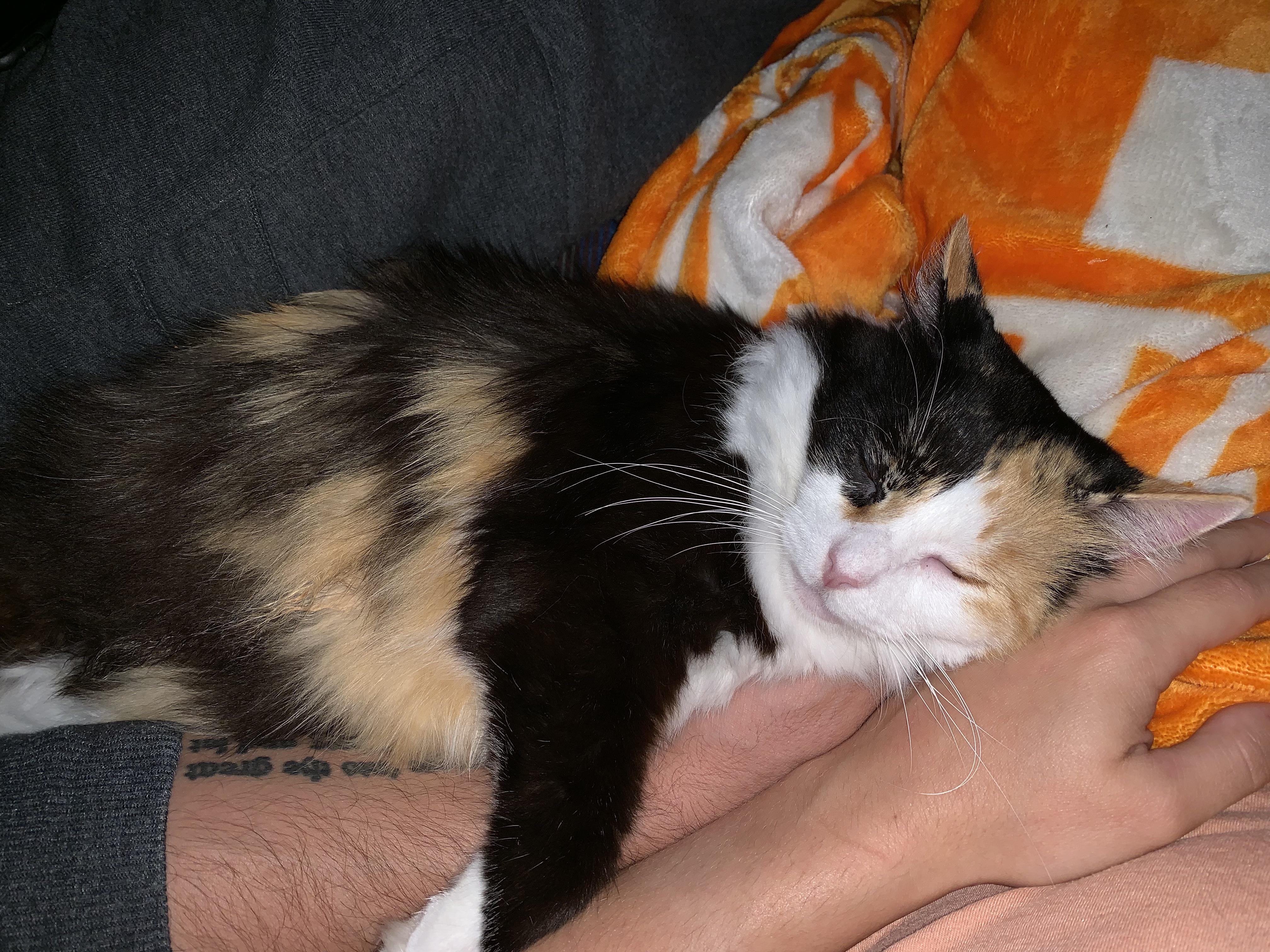 My sweet Babushka. The first cat I’ve ever had. And the best cat. I