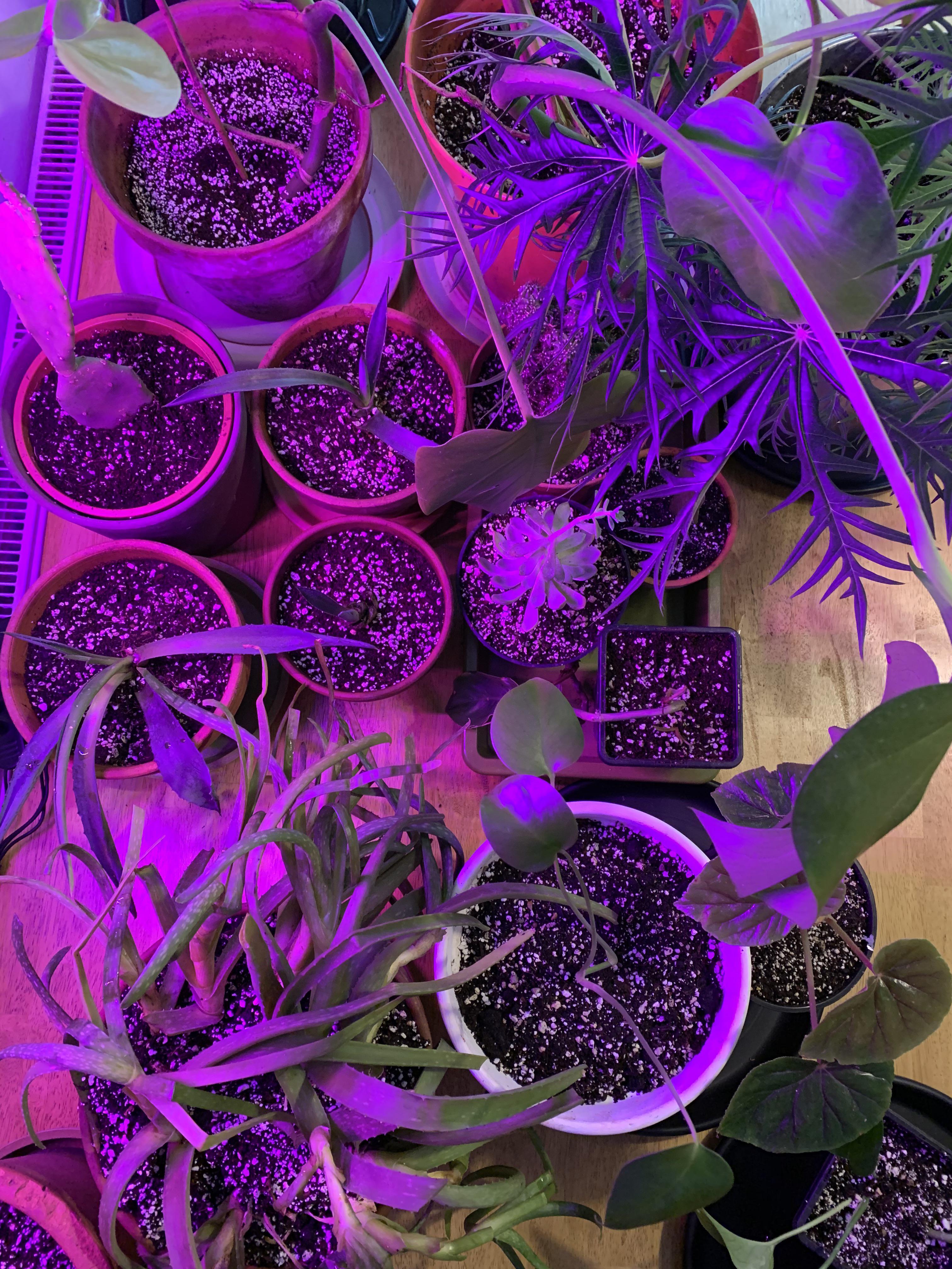 All of my plants are dying due to lack of light in my flat and bad