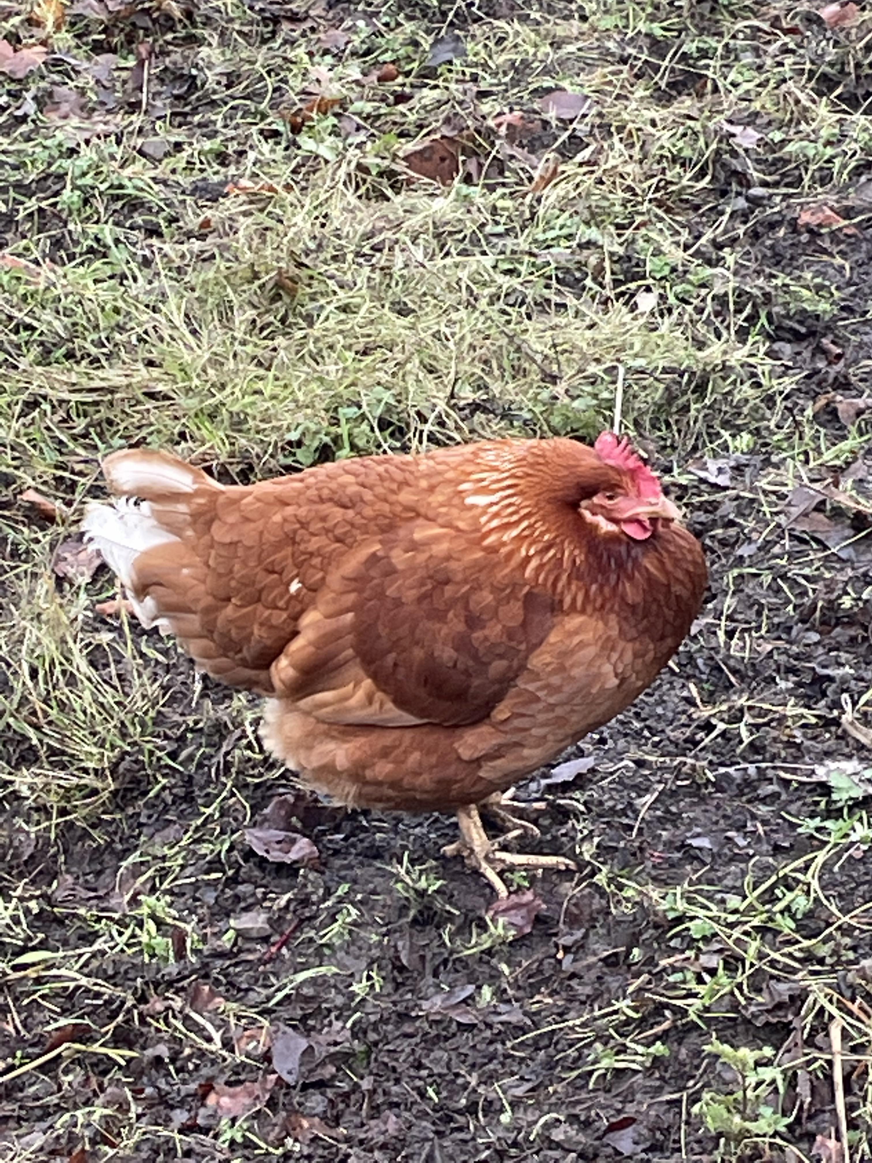 is my chicken ok? i can’t tell if there’s something wrong or she’s just cold r/chickens