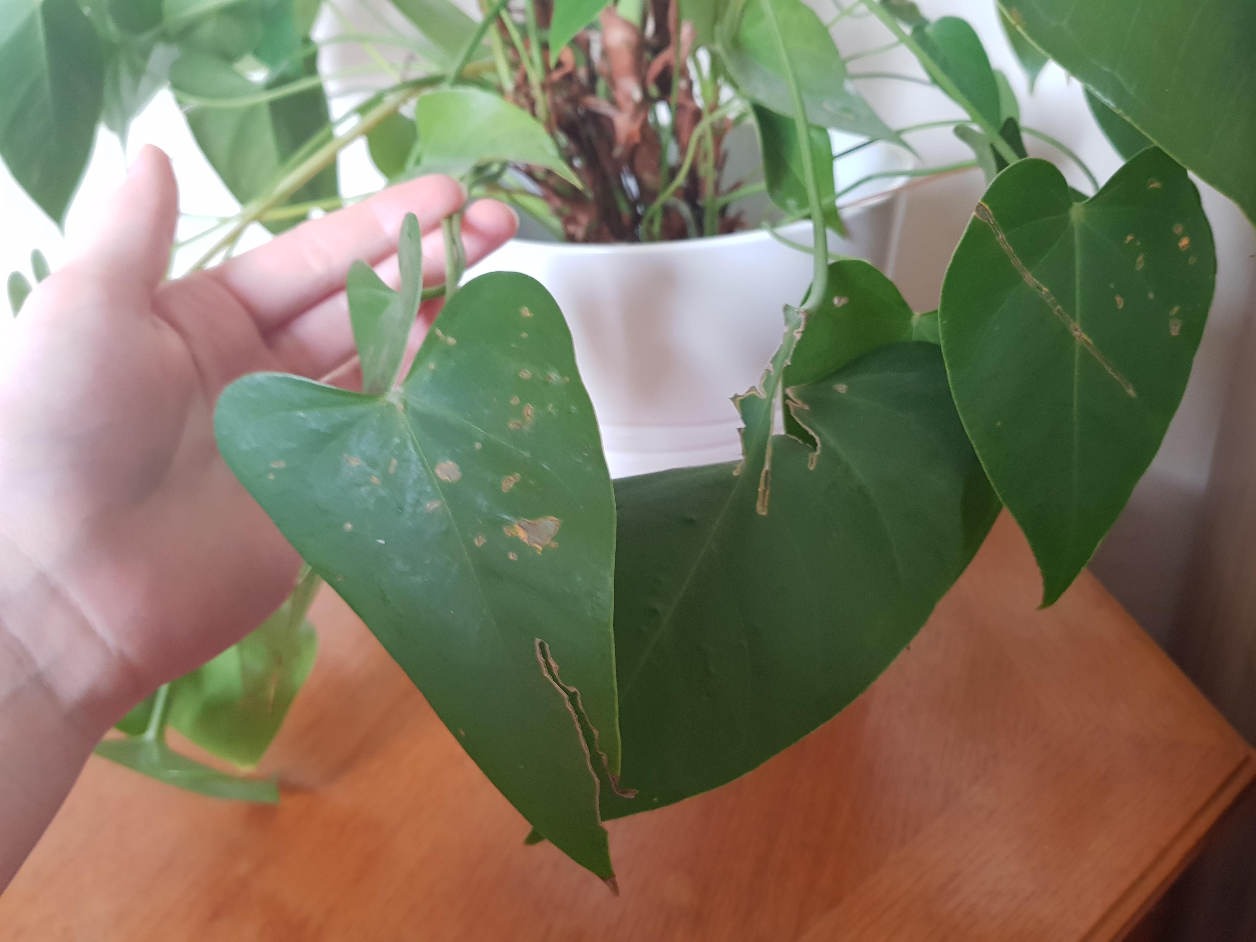 What disease is eating away the leaves of my plant? Please suggest a cure for it. Thanks. r