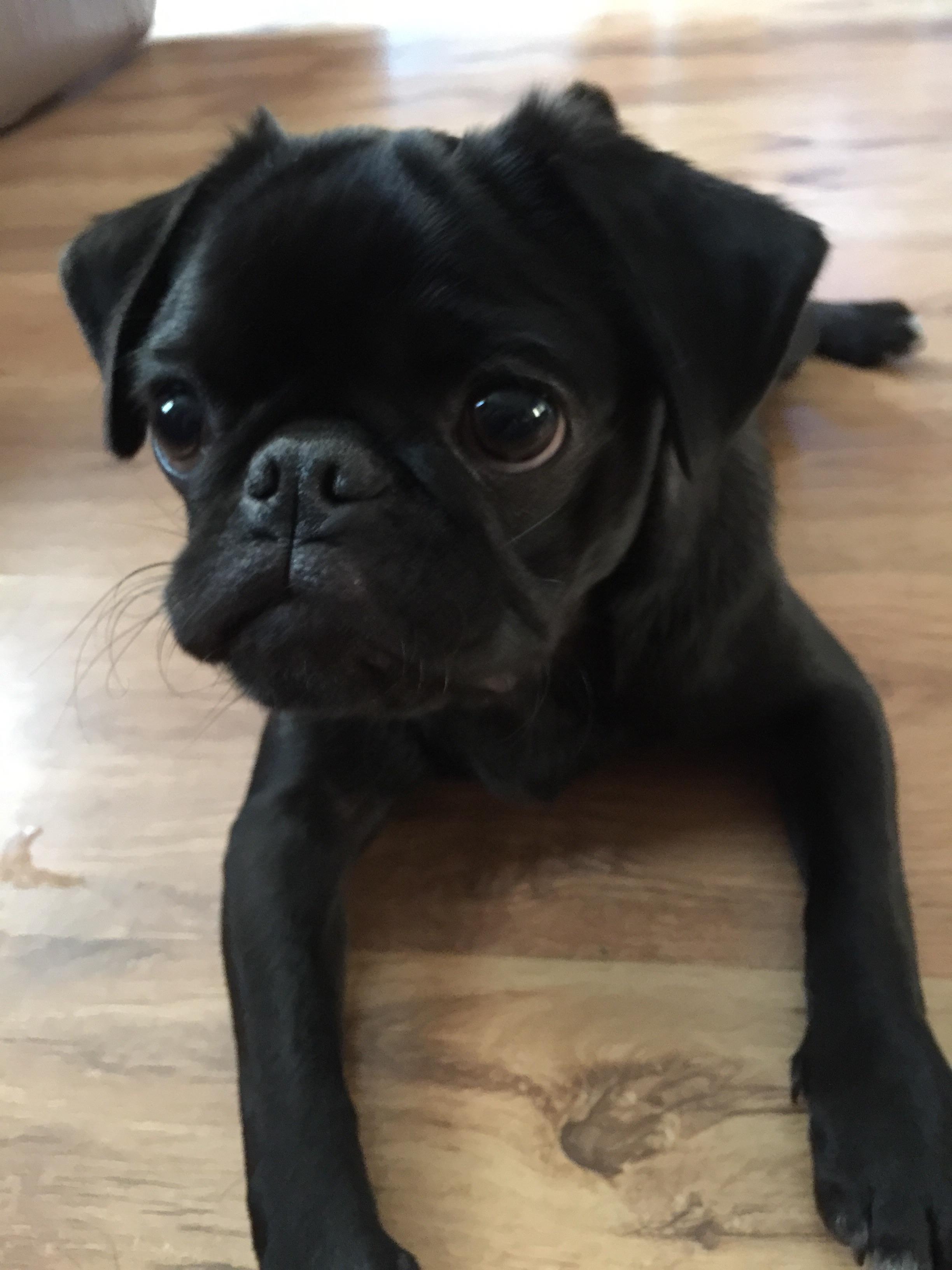 Growing up fast! r/pugs