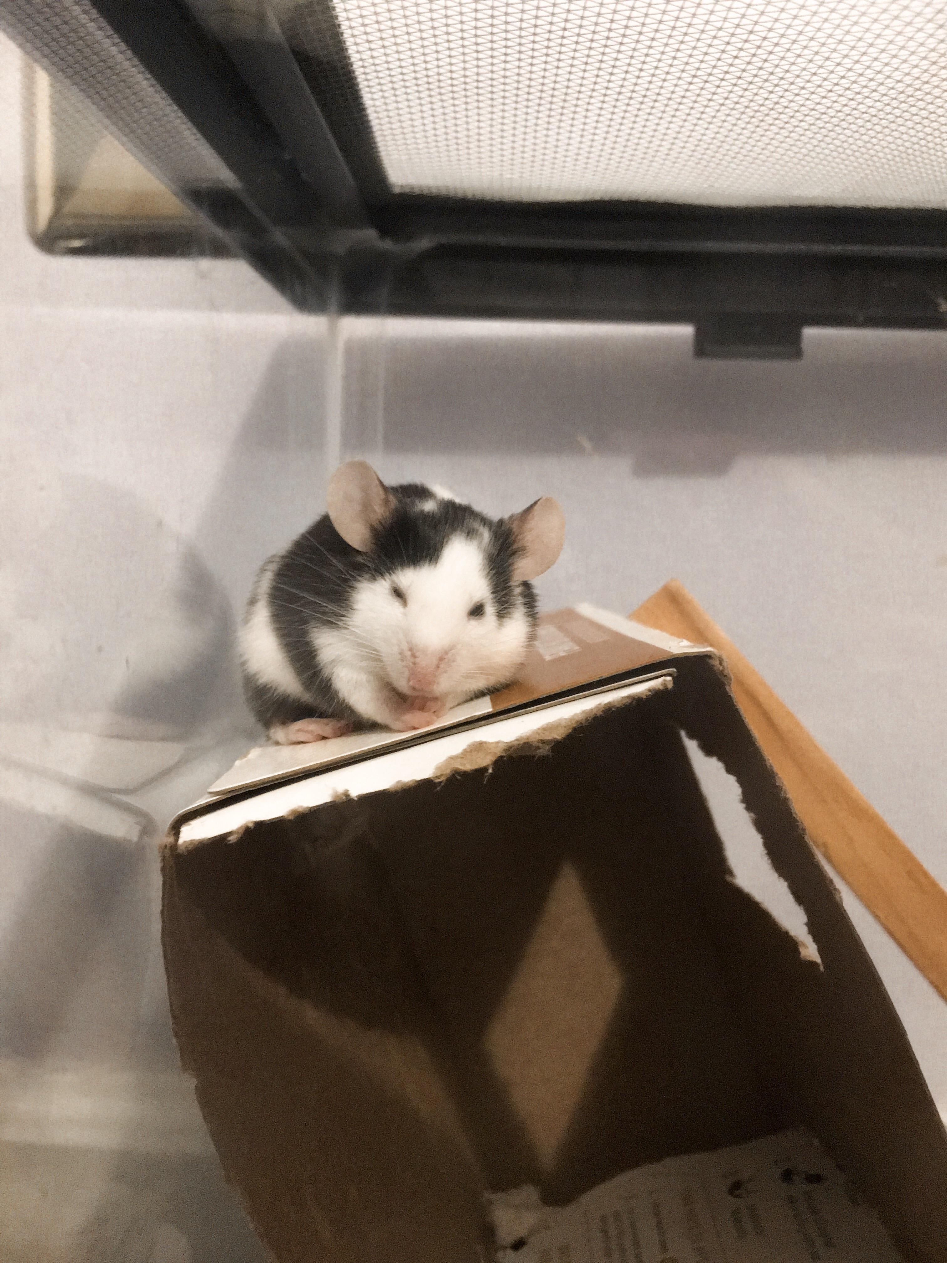 All my mice burrow when they sleep except for Patch. He loves sleeping