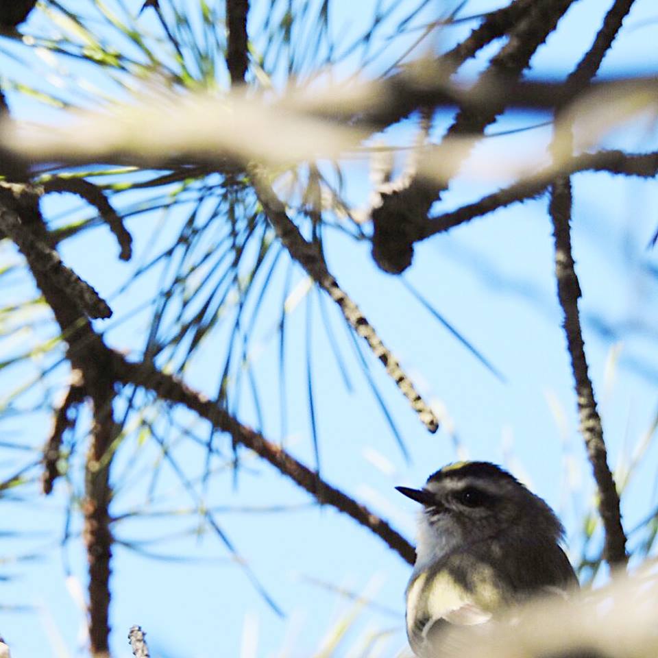 188 best Pine Barrens images on Pholder South Jersey, Newjersey and Camping