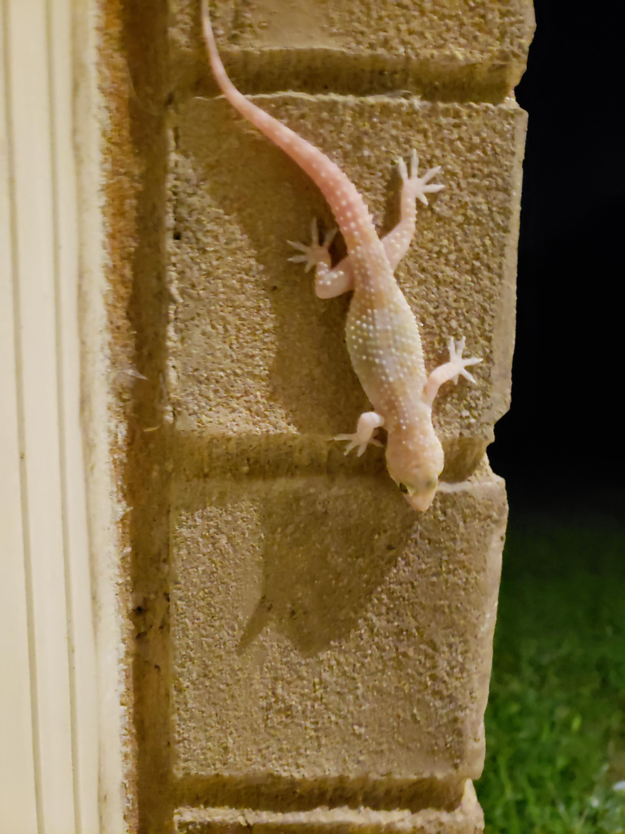 Mediterranean house gecko just chilling on the back porch. r/geckos