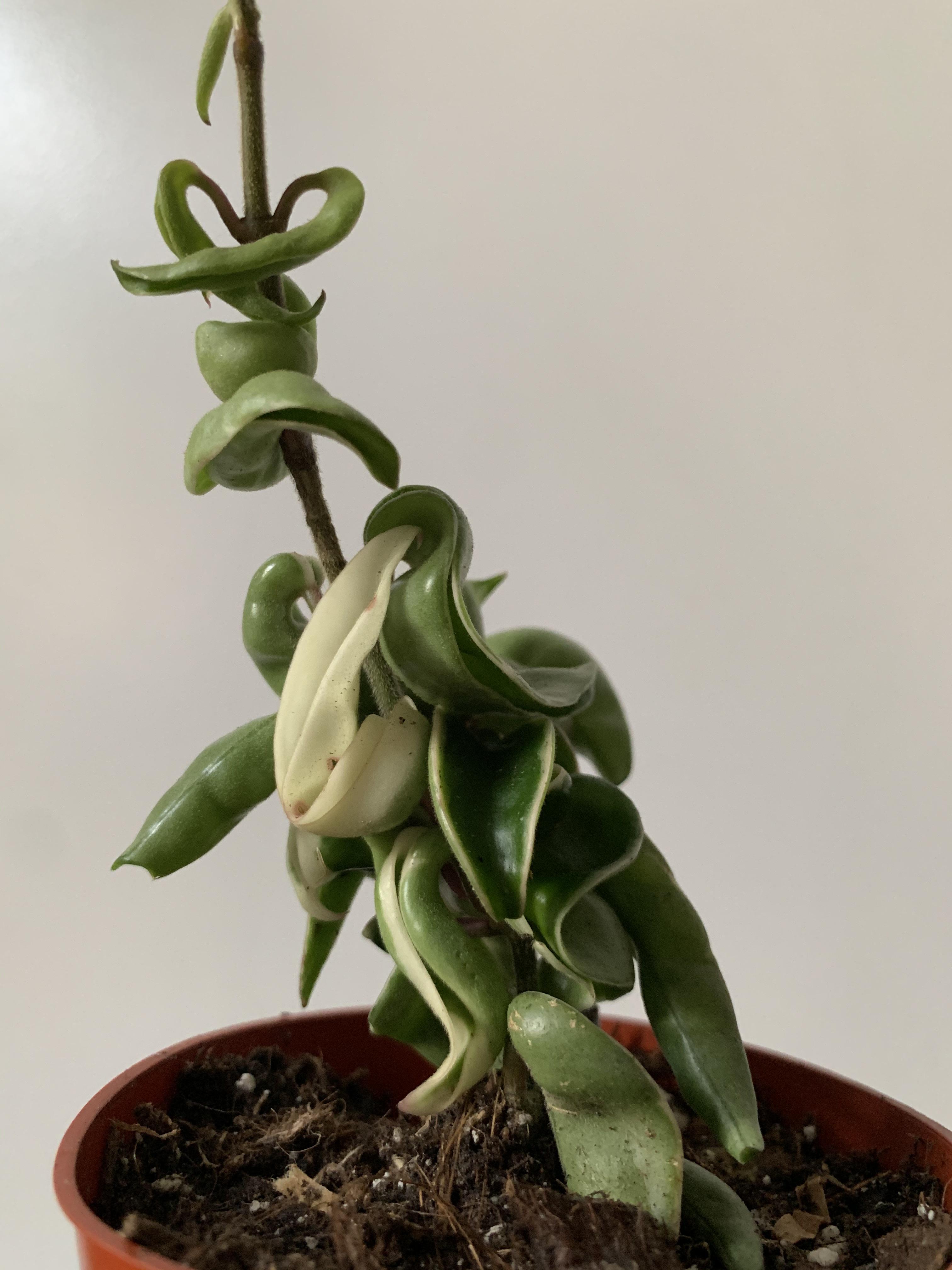 New Variegated Hoya Rope ! r/houseplants