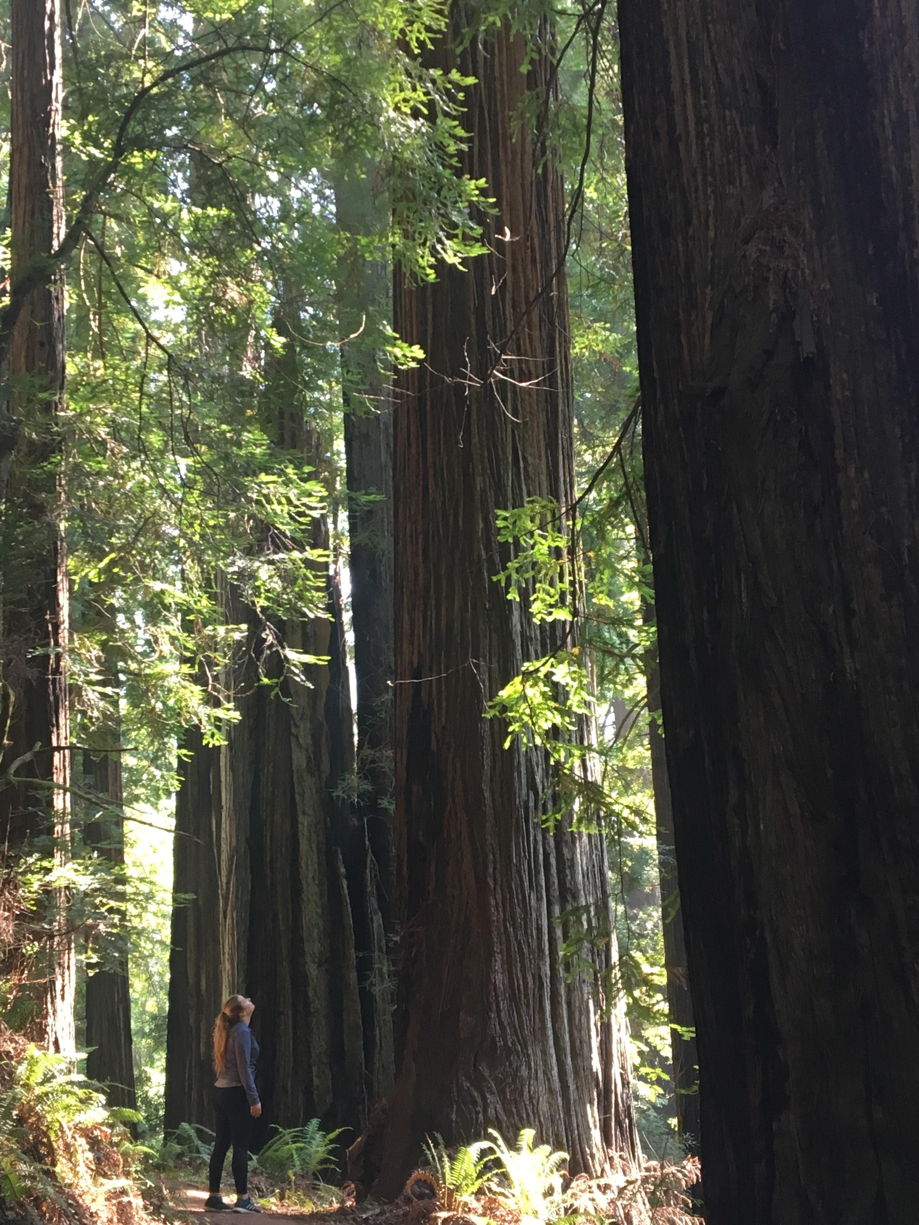 Got to hike in the redwoods for the first time after living in Southern