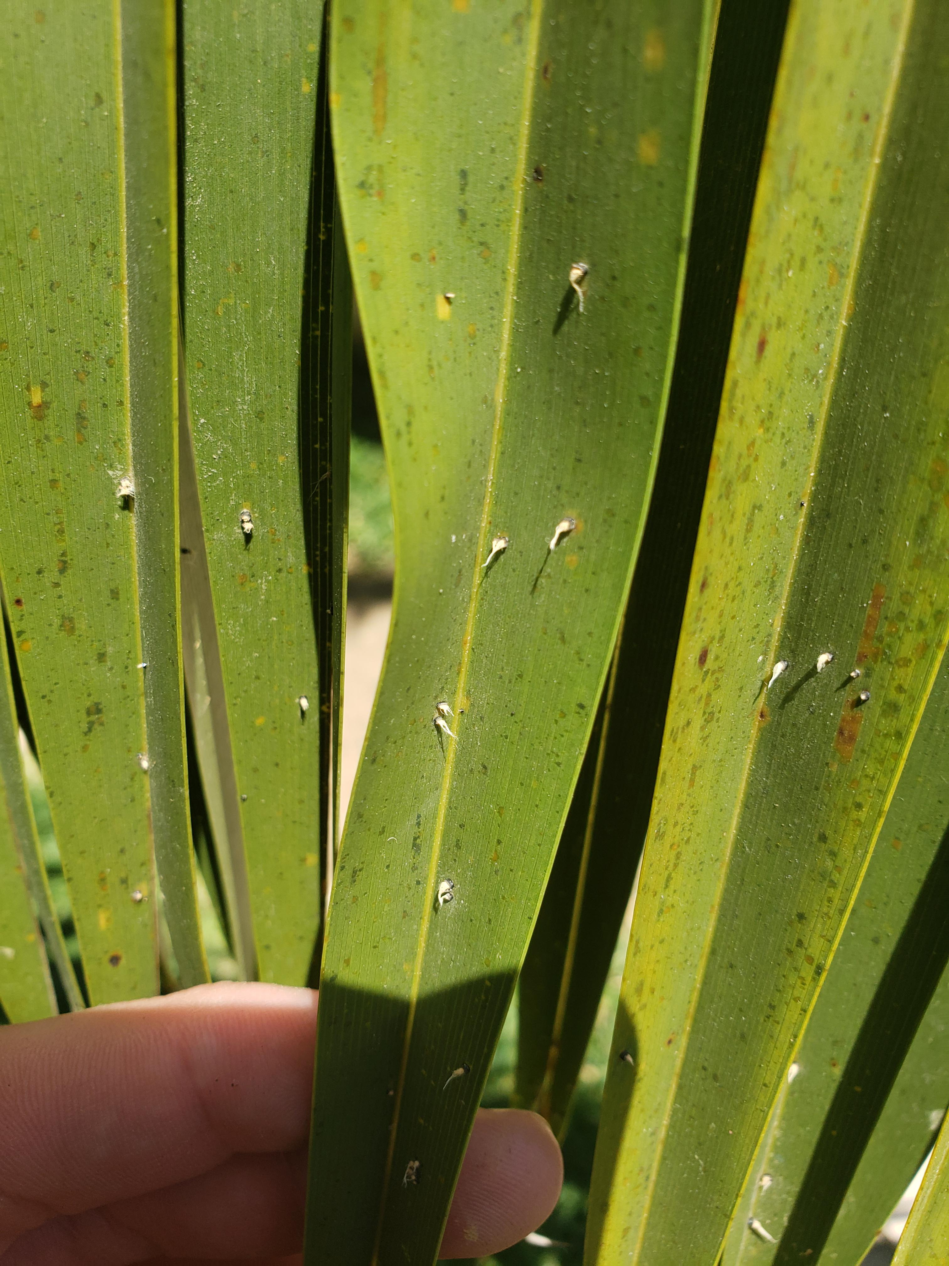 Anyone know what these white spots are on my date palm tree? r/sfwtrees