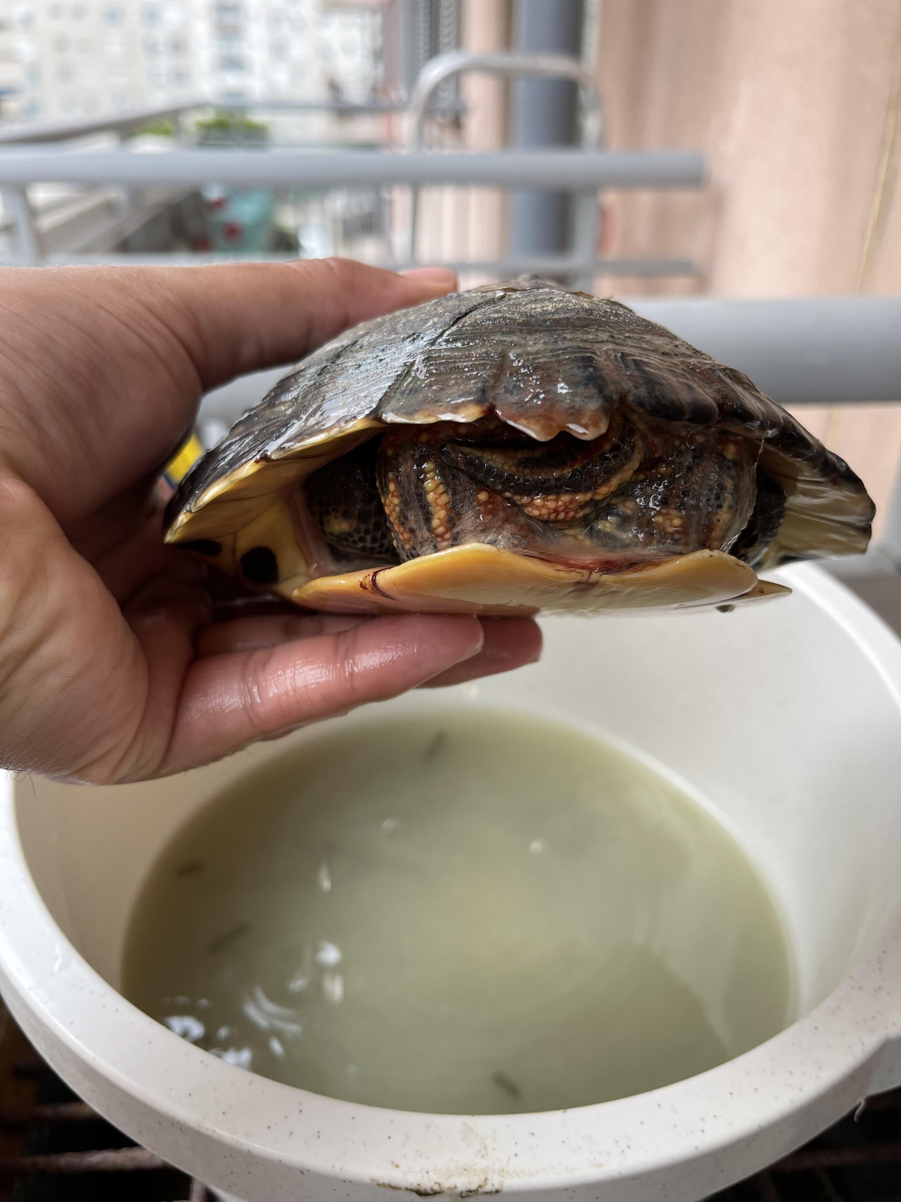 Is that blood i see???? r/turtle
