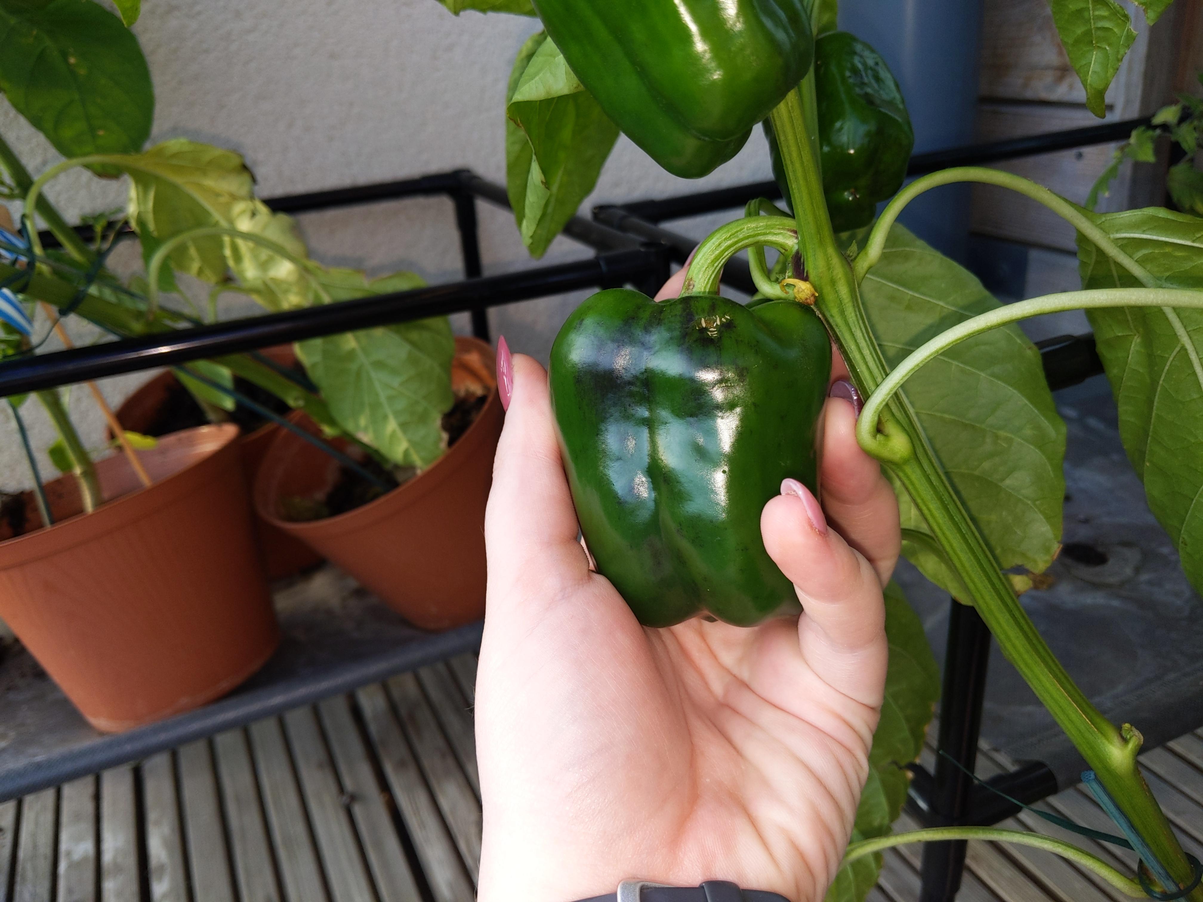 Pepper turning black, does anyone know why? r/vegetablegardening
