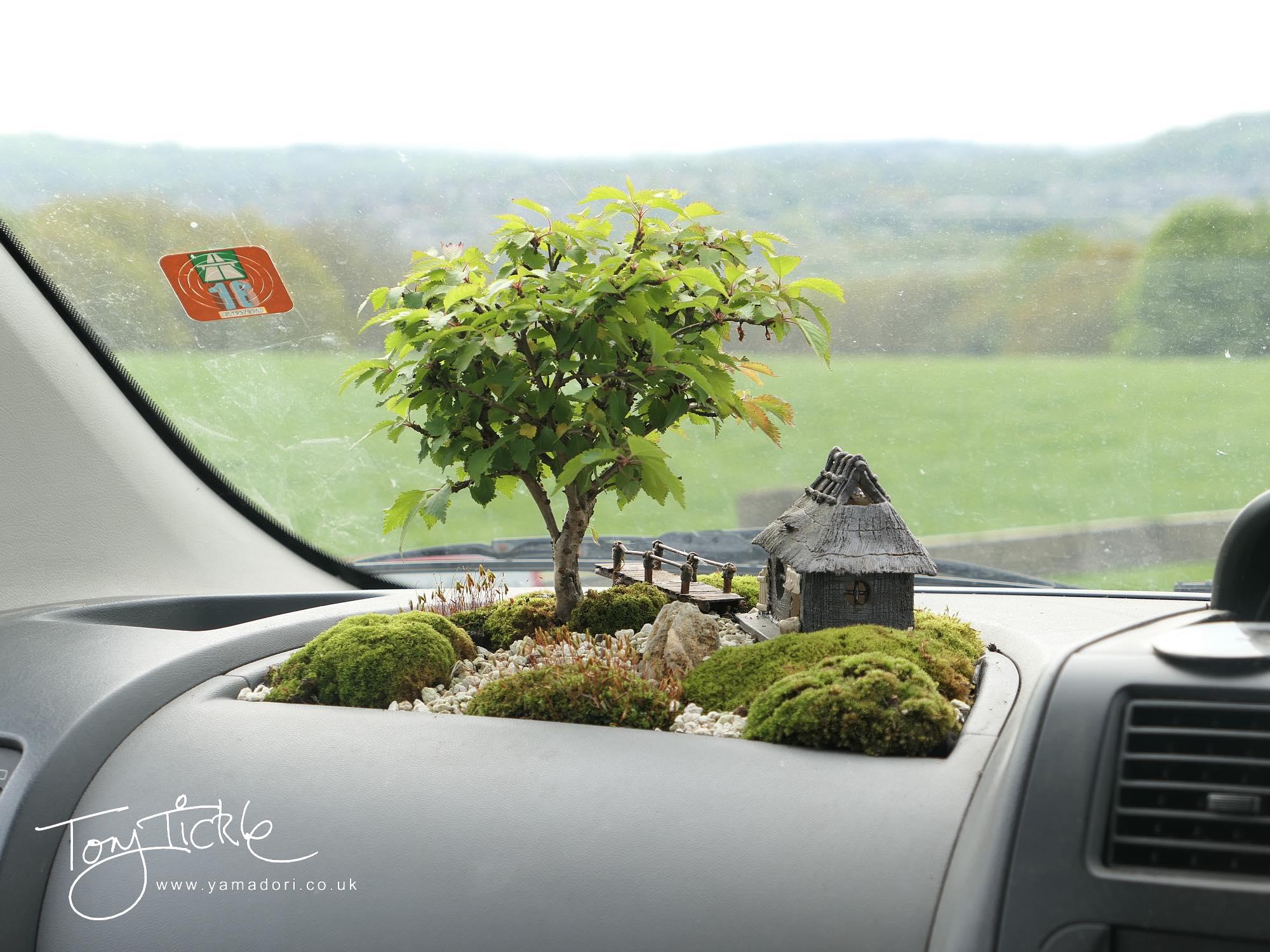 Bonsai In The Car : R/Funny