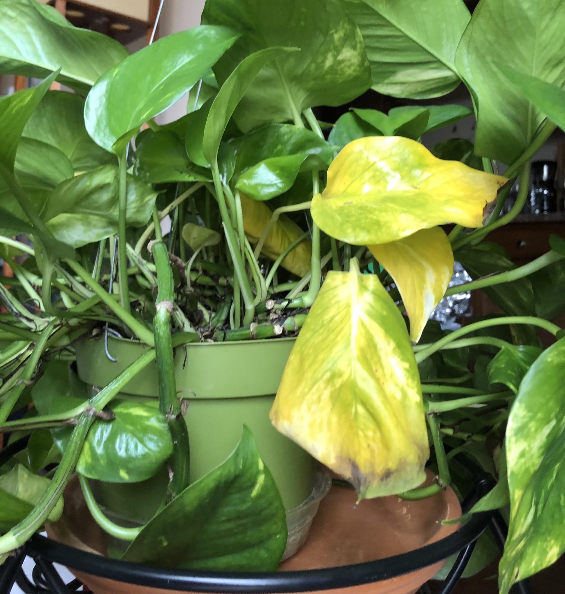 Golden Pothos Yellow Leaves Pothos Plant