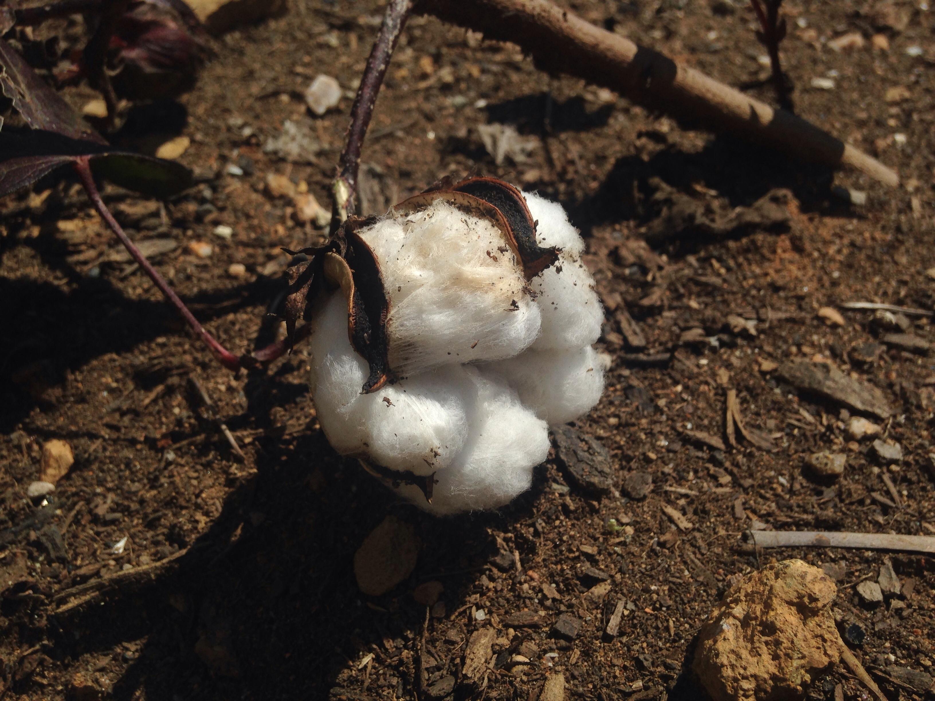 First time growing cotton, first boll opened up on labor day! r/gardening