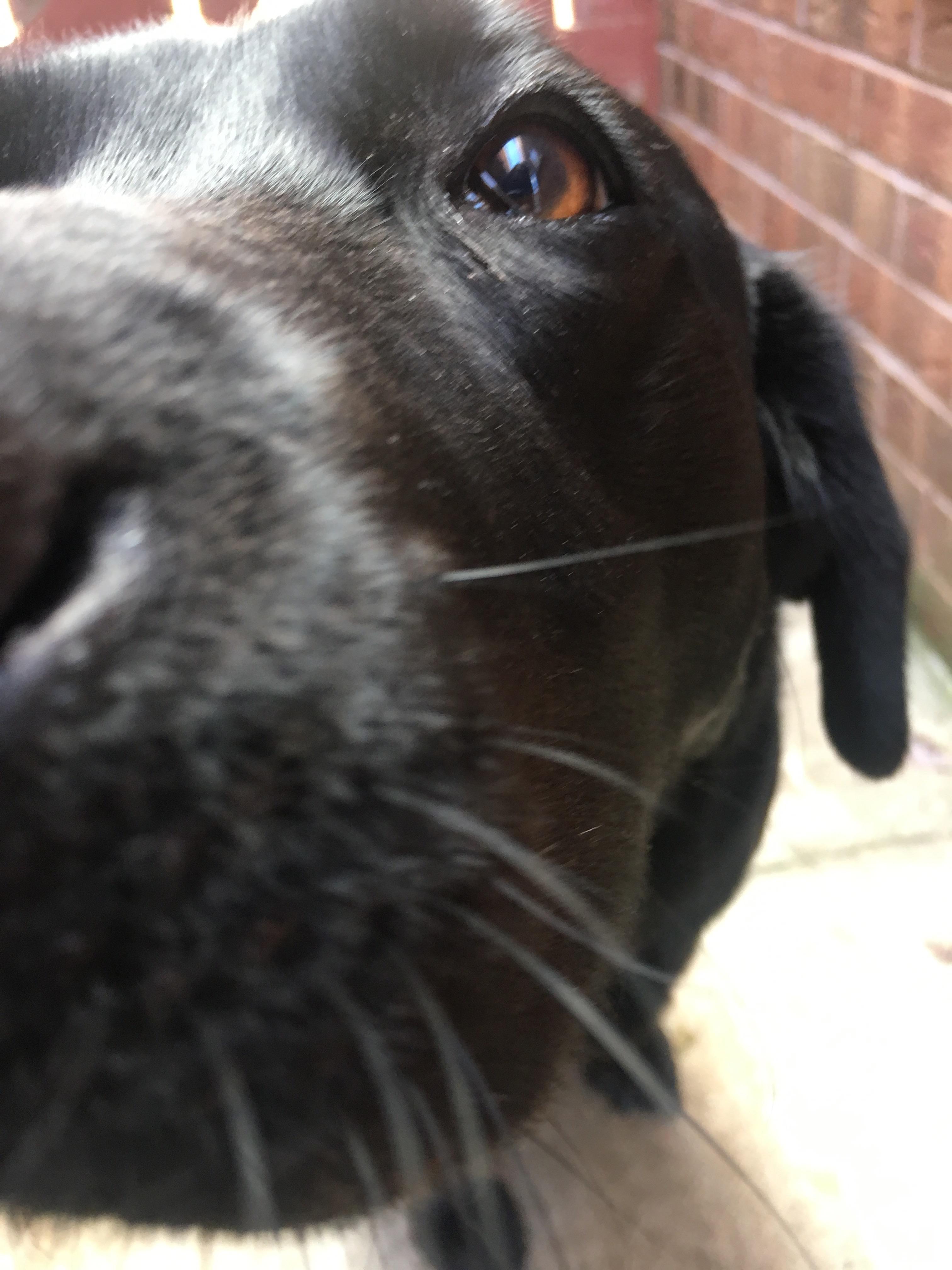 This is Pepper, a 4 year old black lab r/doggos