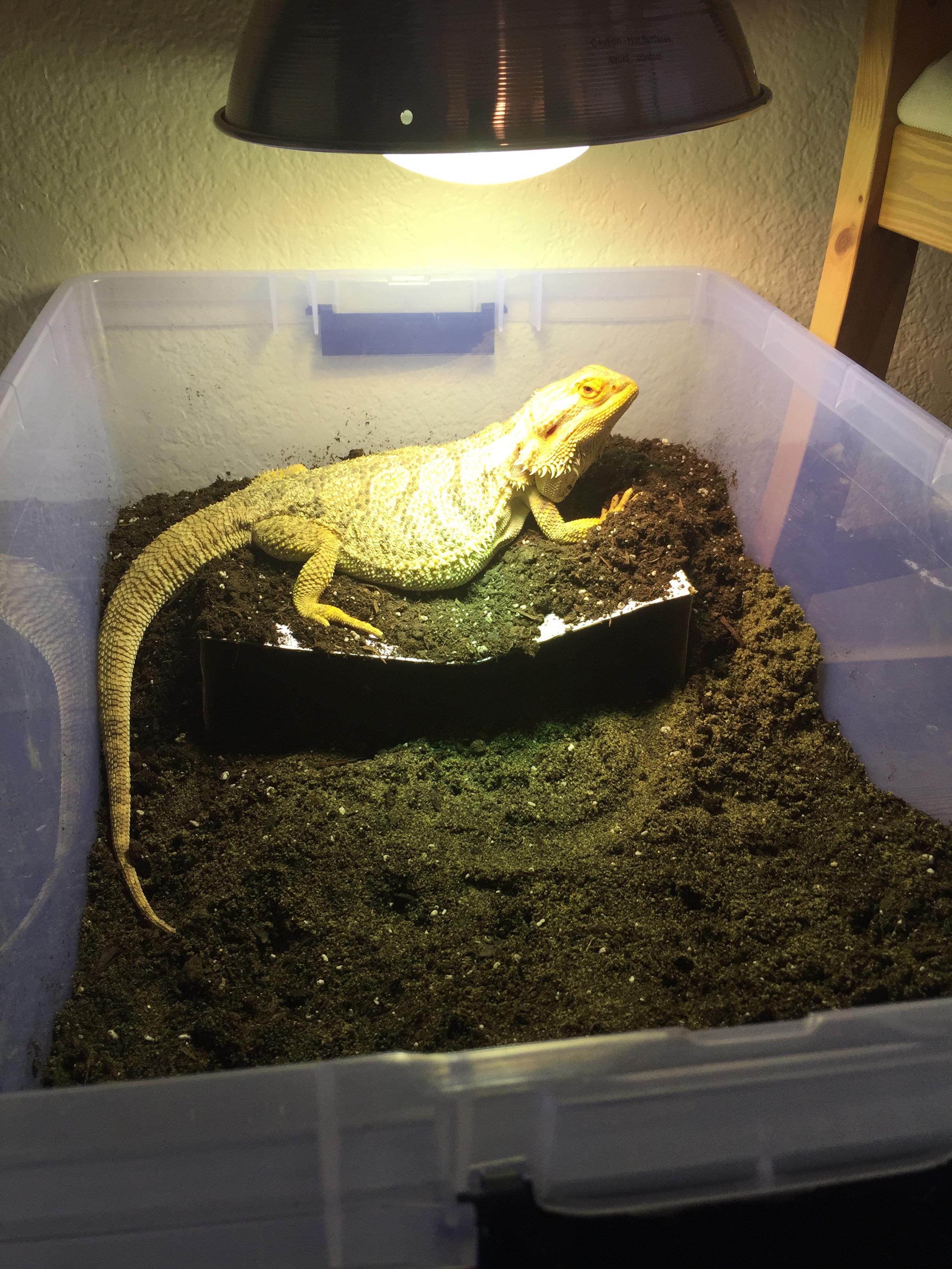 HELP LADY DRAGON WONT STOP EATING THE DIRT IN HER LAY BOX r