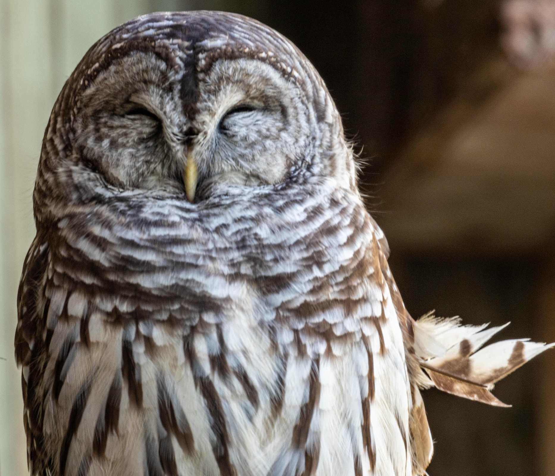 Barred Owls are a midsized owl that are sometimes preyed upon by Great