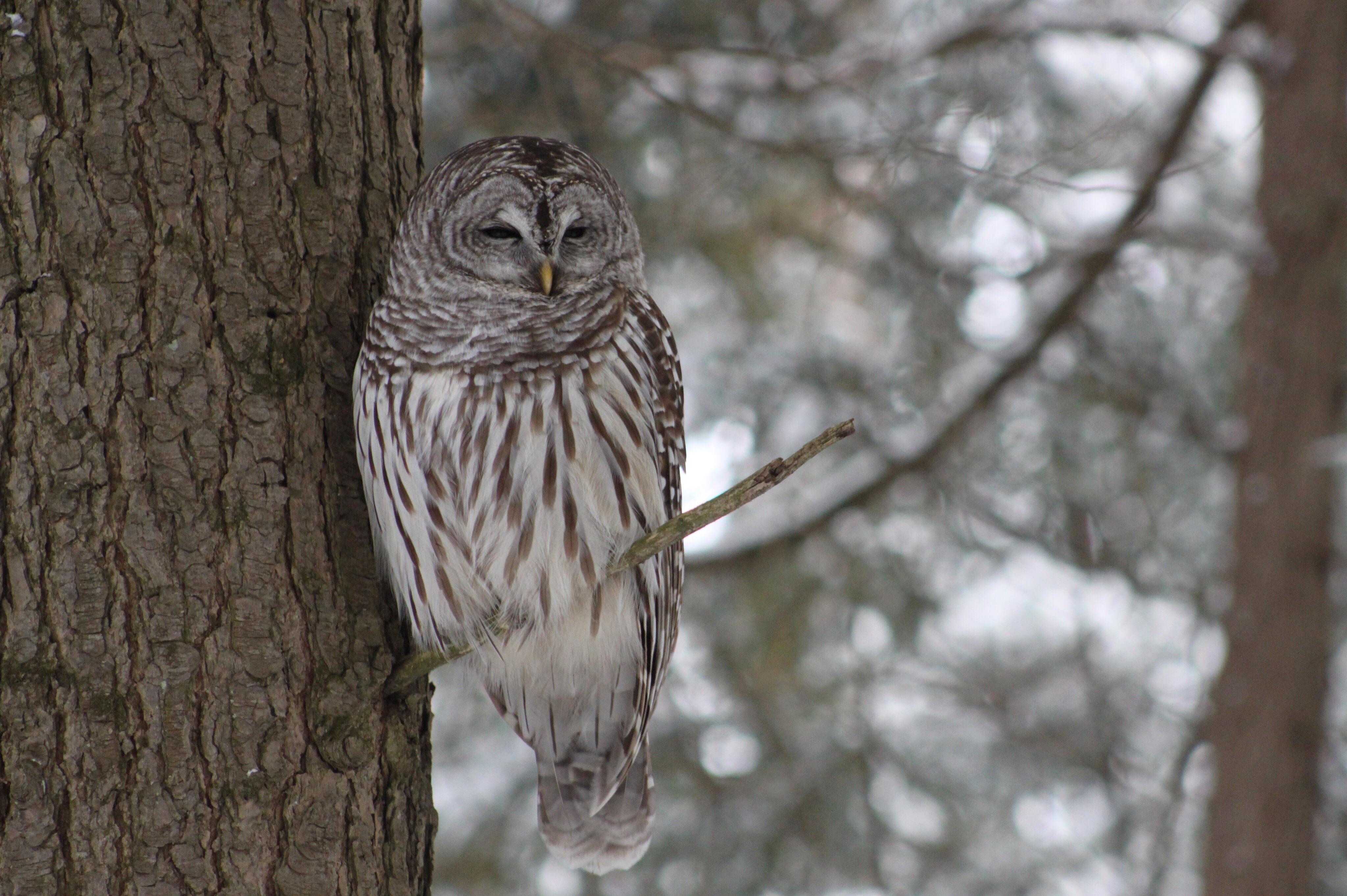 Barred Owl in Ontario, Canada r/Owls