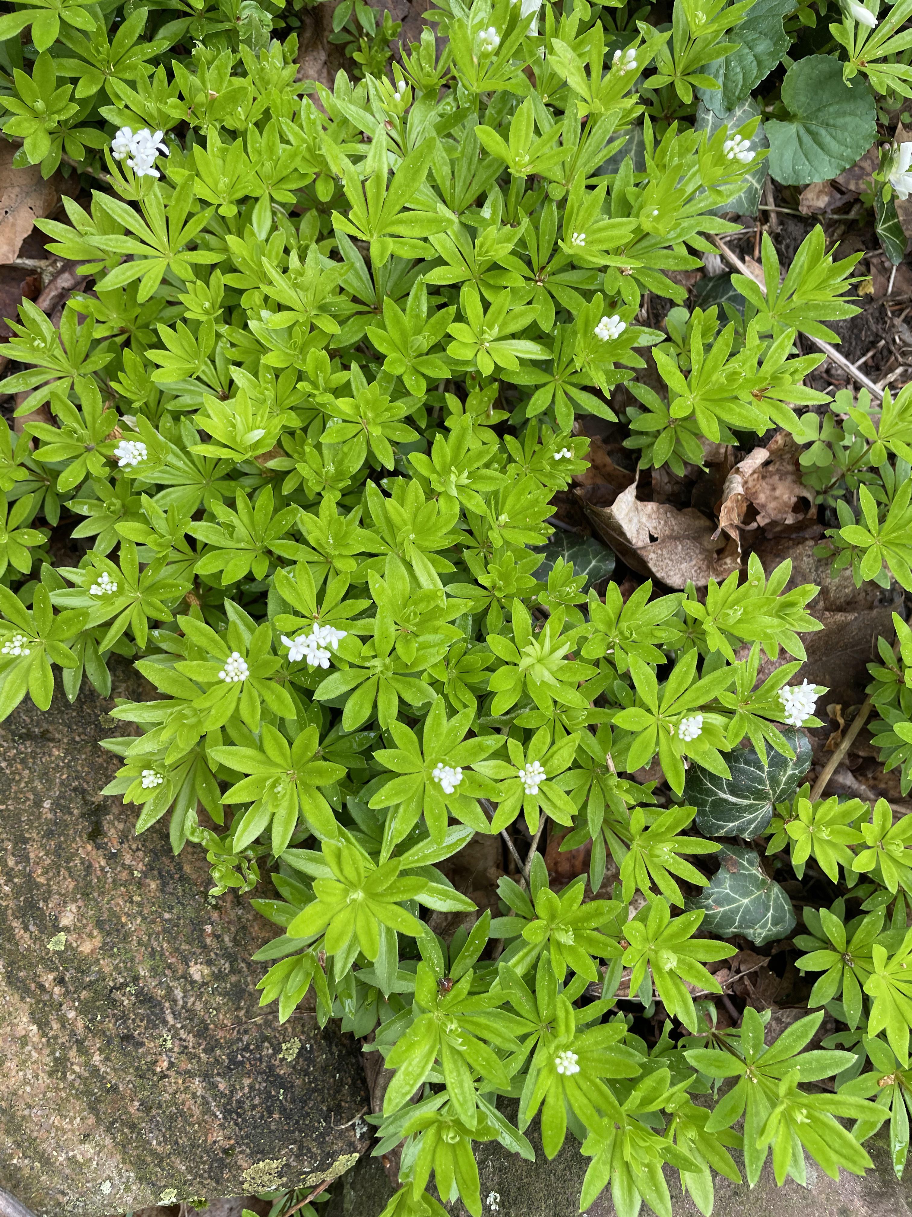 What is this bright green ground cover? Has little white flowers r