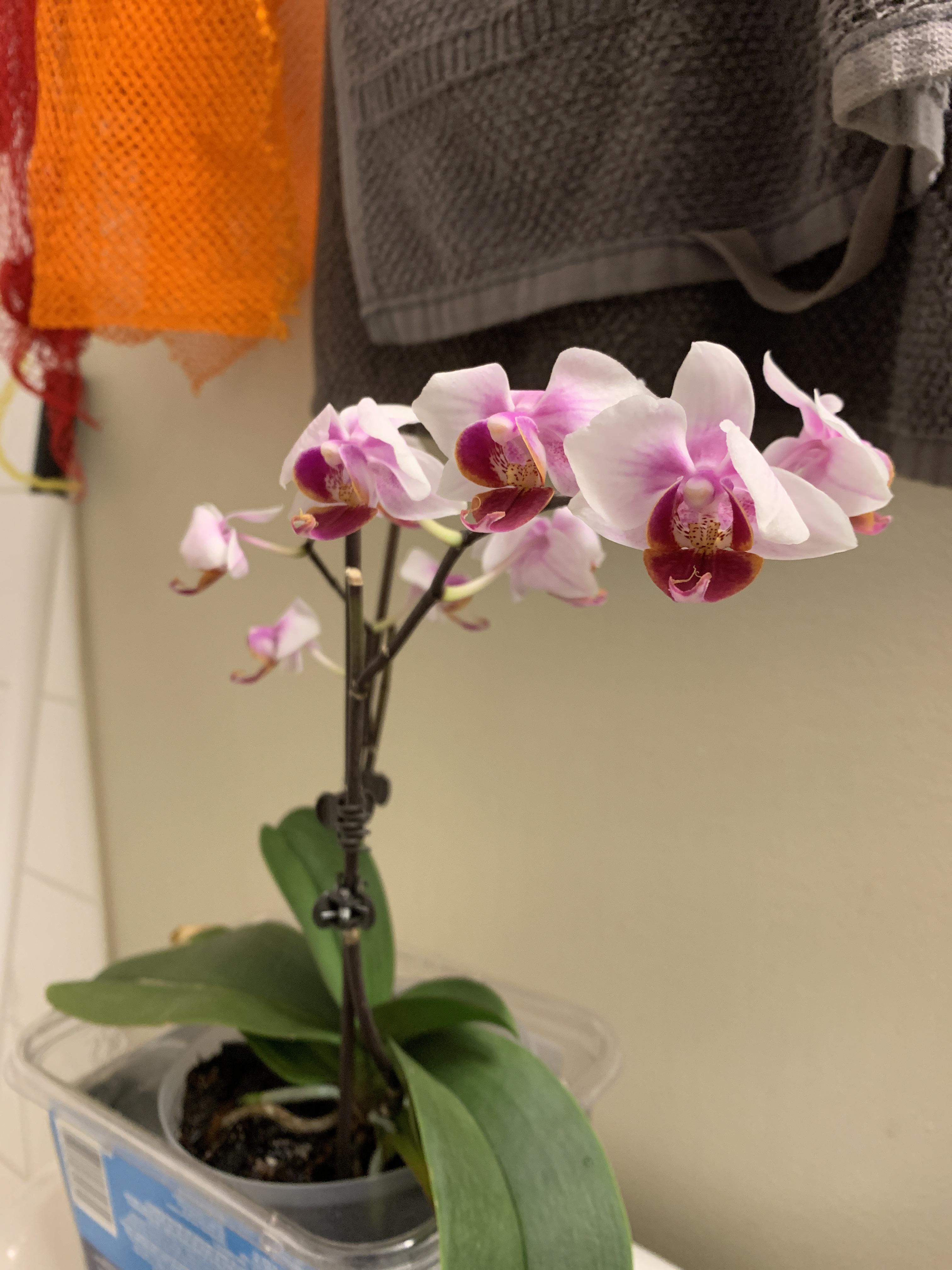 About 4 months ago, I had cut the spikes of my phalaenopsis due to