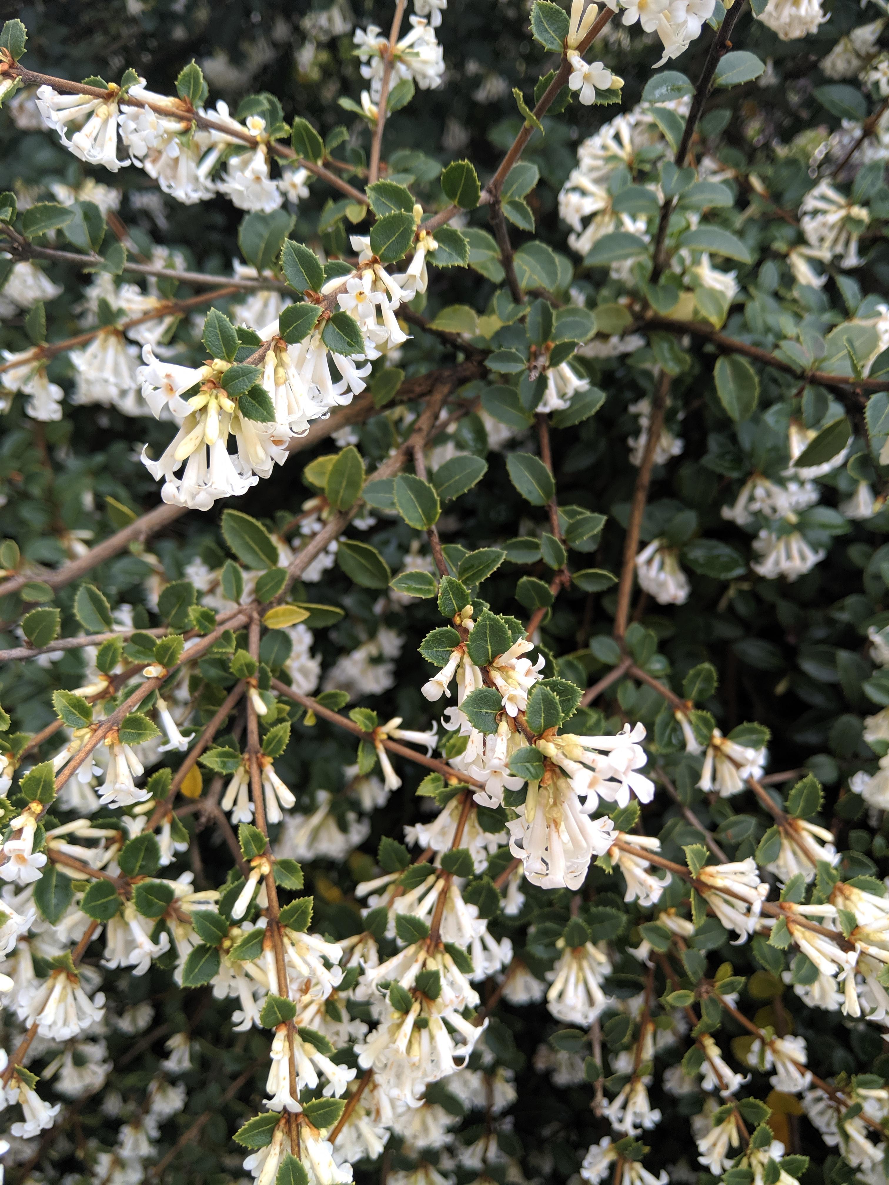 What is this? Growing in coastal Pacific Northwest. Very fragrant, like