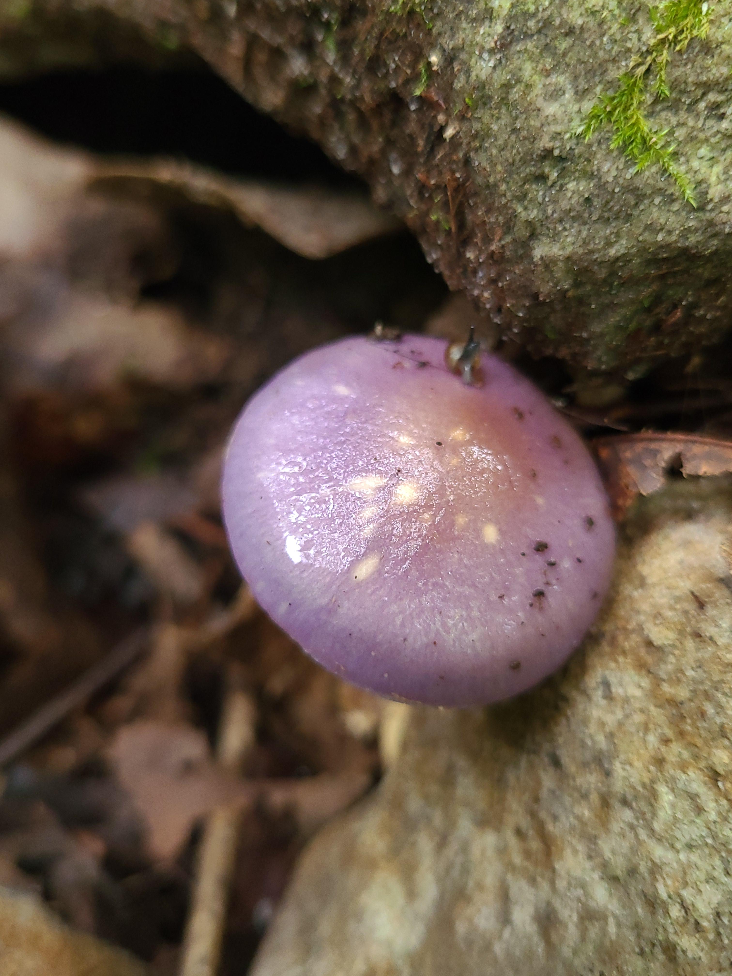 Found a super neat purple mushroom while hiking in north r