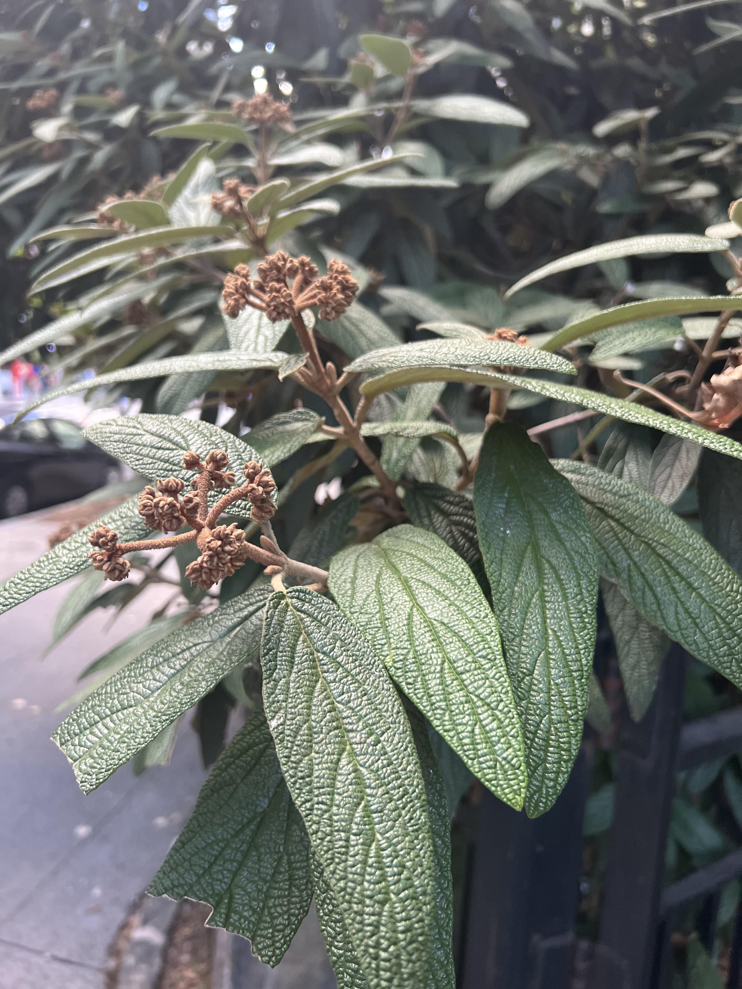 Seen in New York City zone 6 , large shrub at least 10 feet high . r