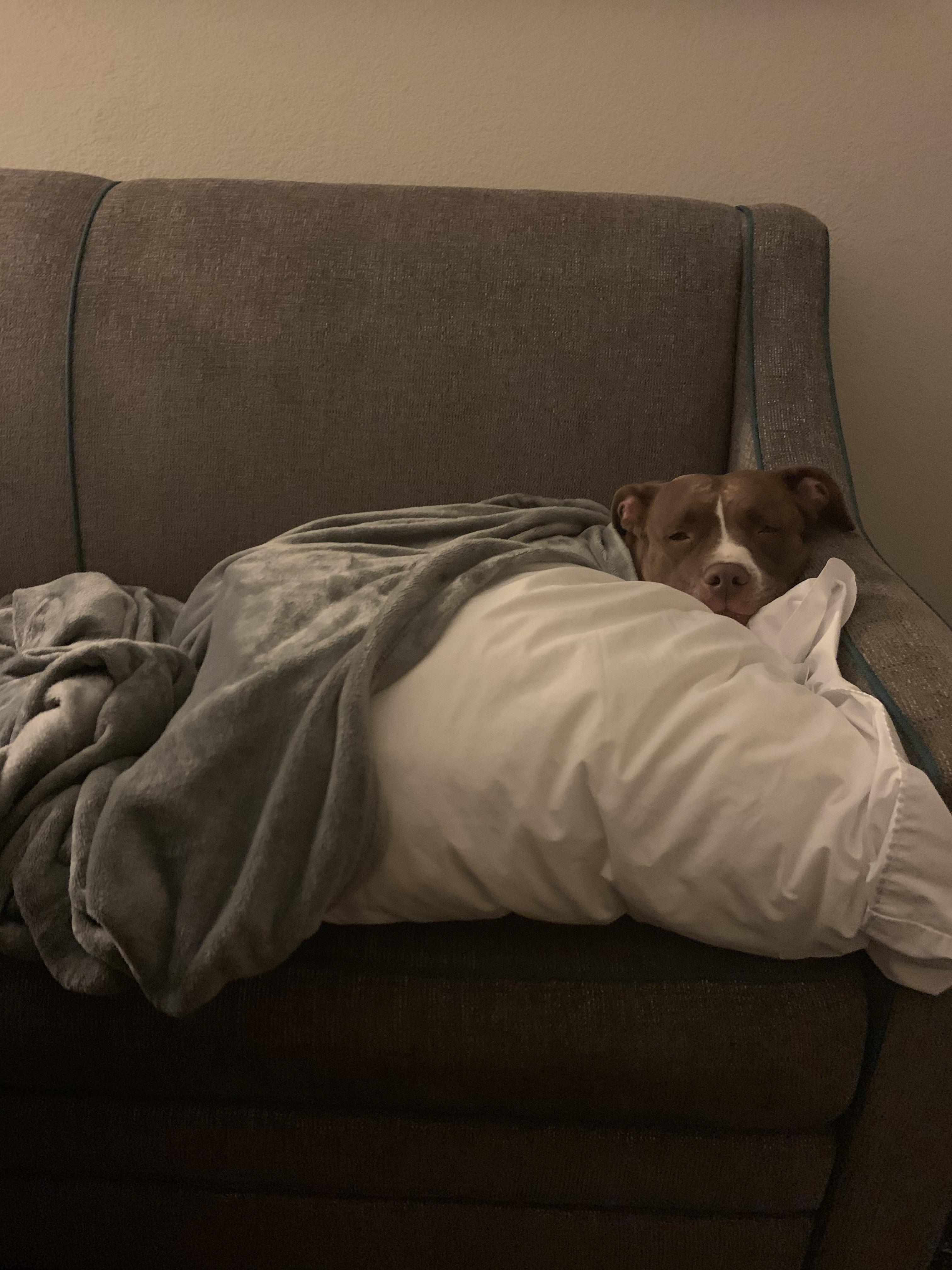 Ahhh, I’m just a big toasty cinnamon bun. r/pitbulls