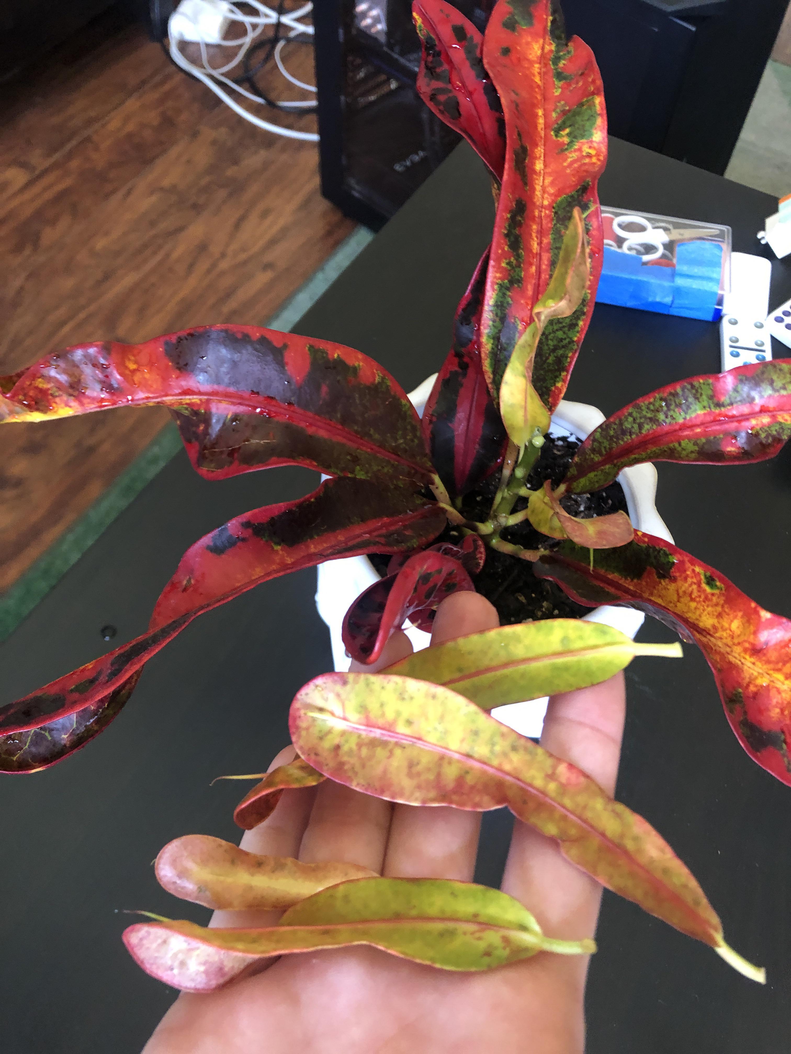 Why is my croton suddenly dropping its new growth? No changes to