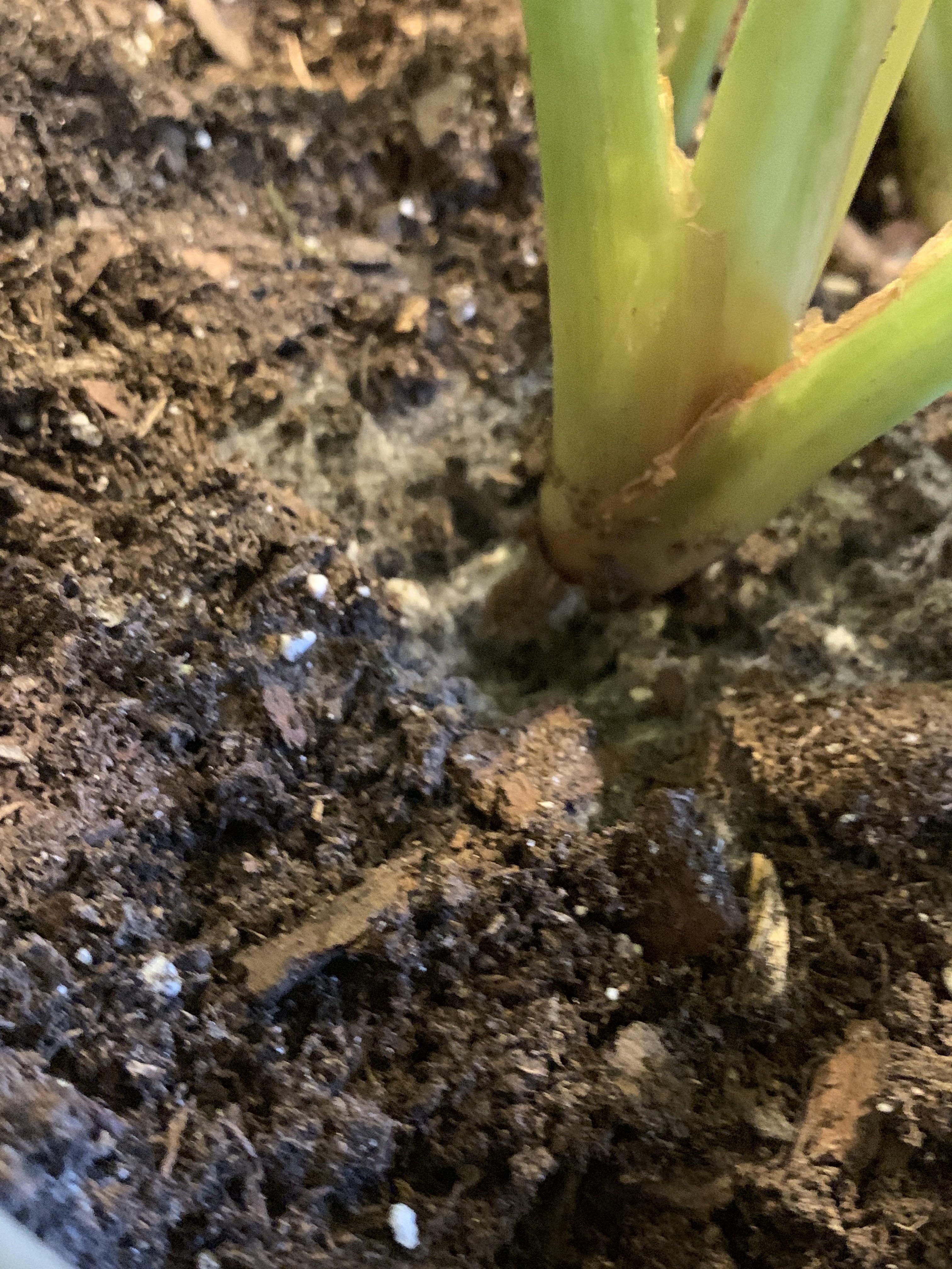 I noticed some fuzzy mold on the surface of the soil so I repotted but