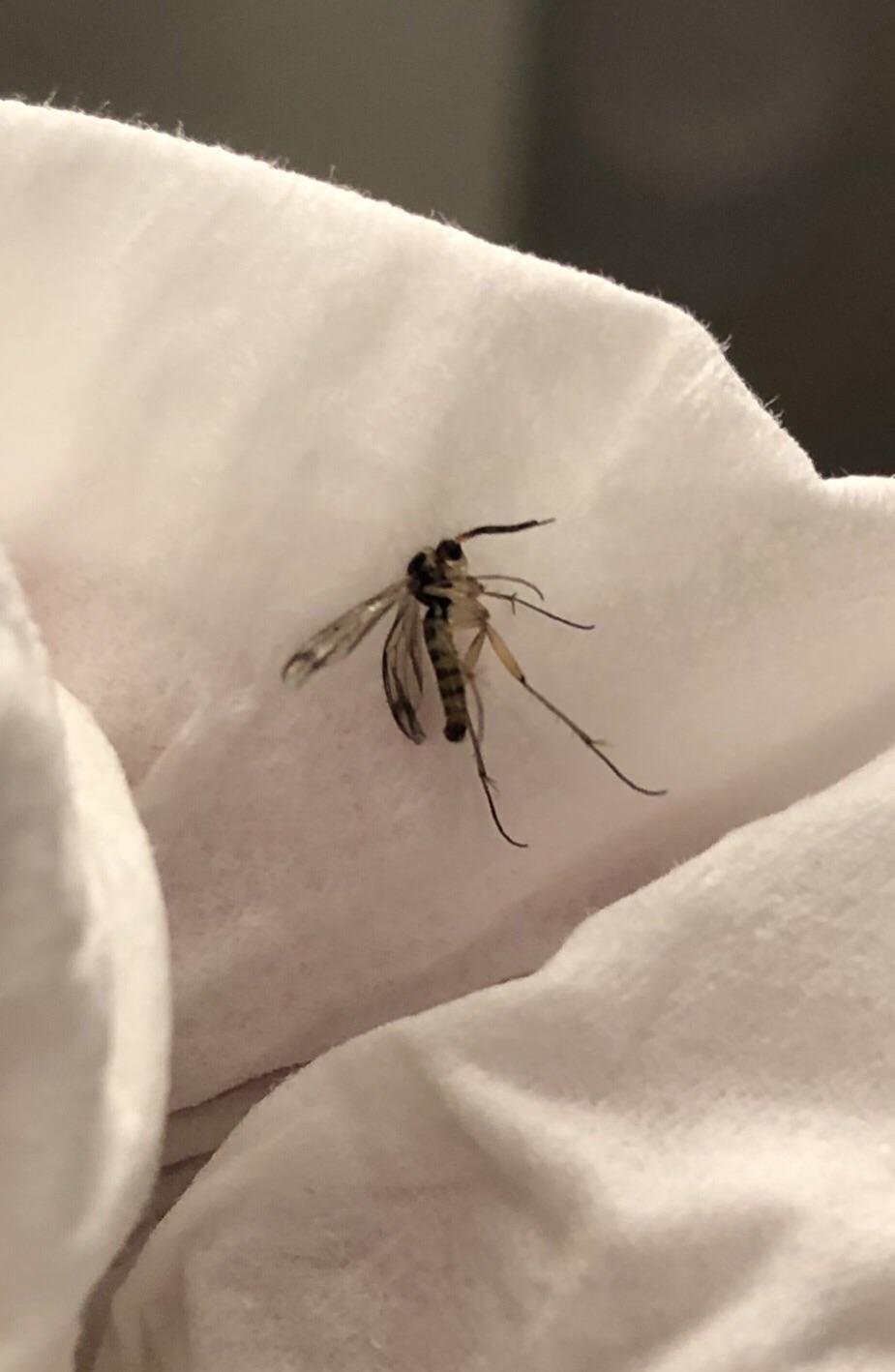 Help! These bugs keep flying around my apartment, and I have no idea