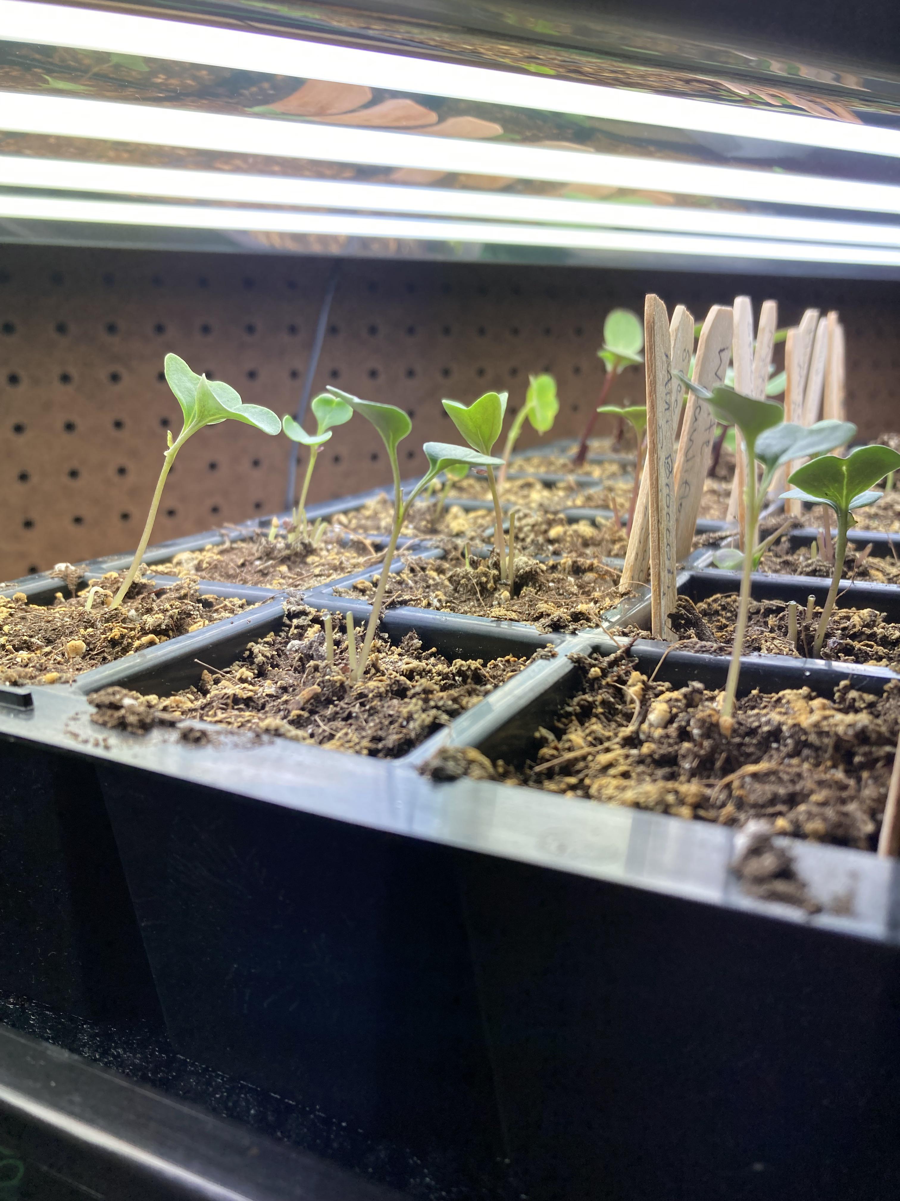 Would these be considered leggy broccoli seedlings? If so, I’m not sure