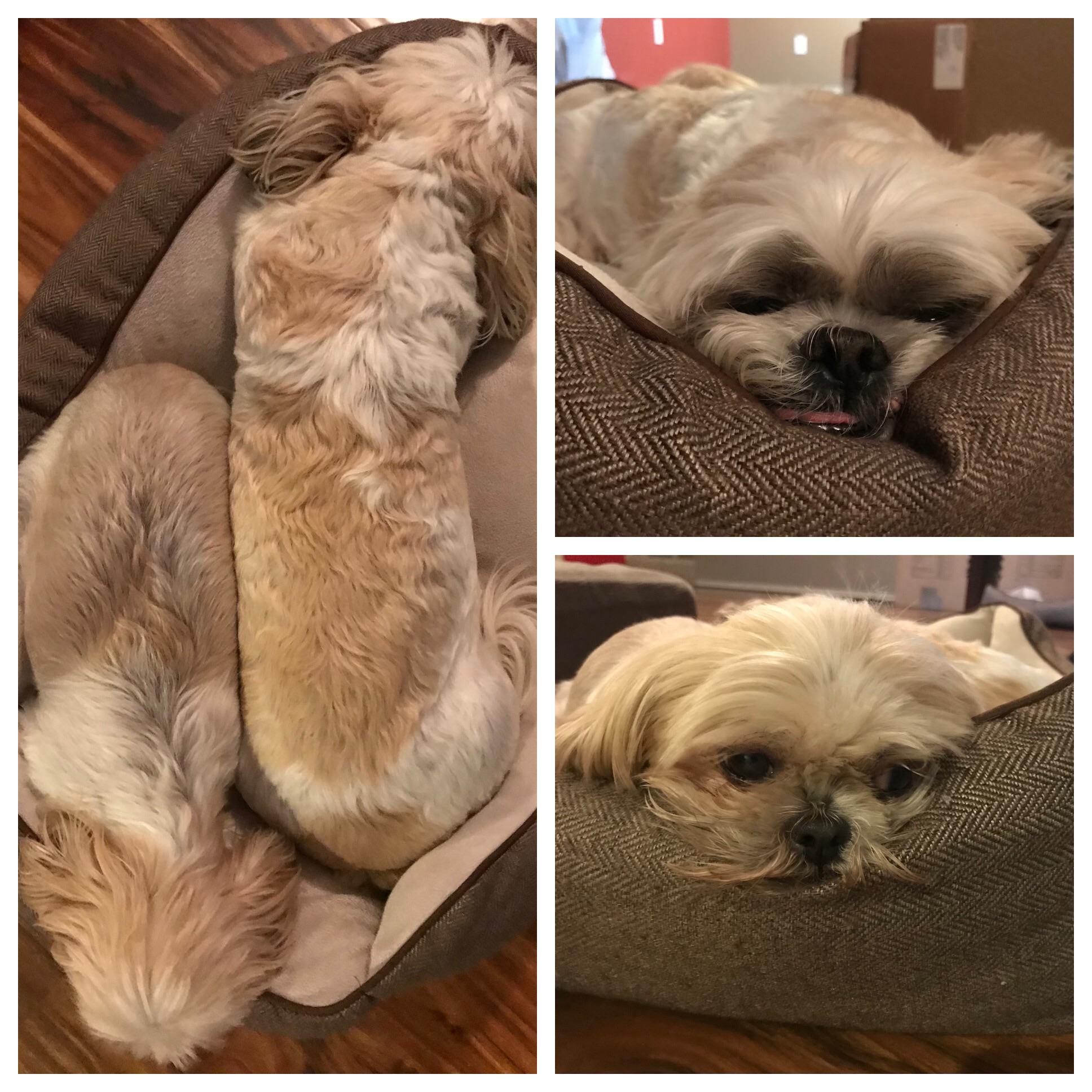 2 Tzus 1 bed r/Shihtzu