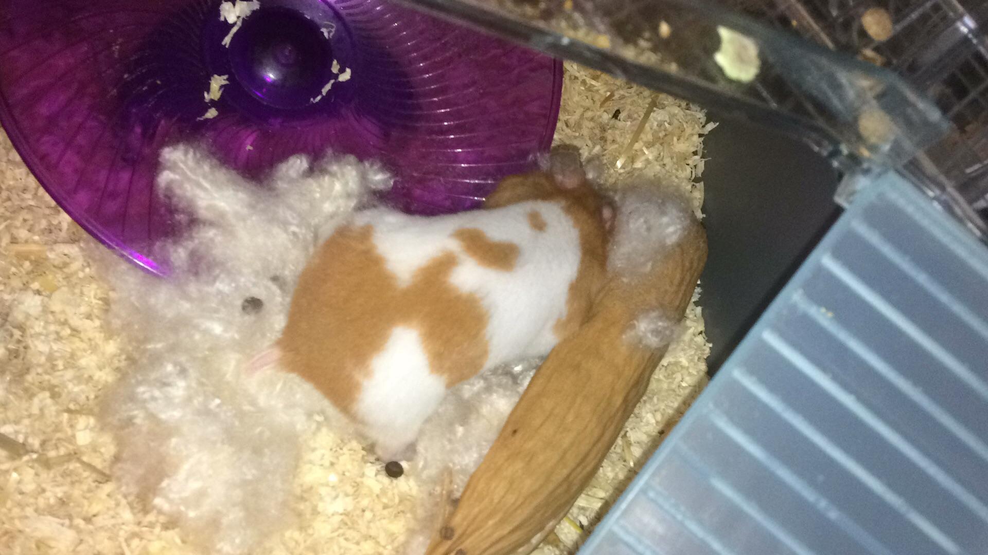 Kapok pods are Pancakes favourite toy. She digs the seeds out and then