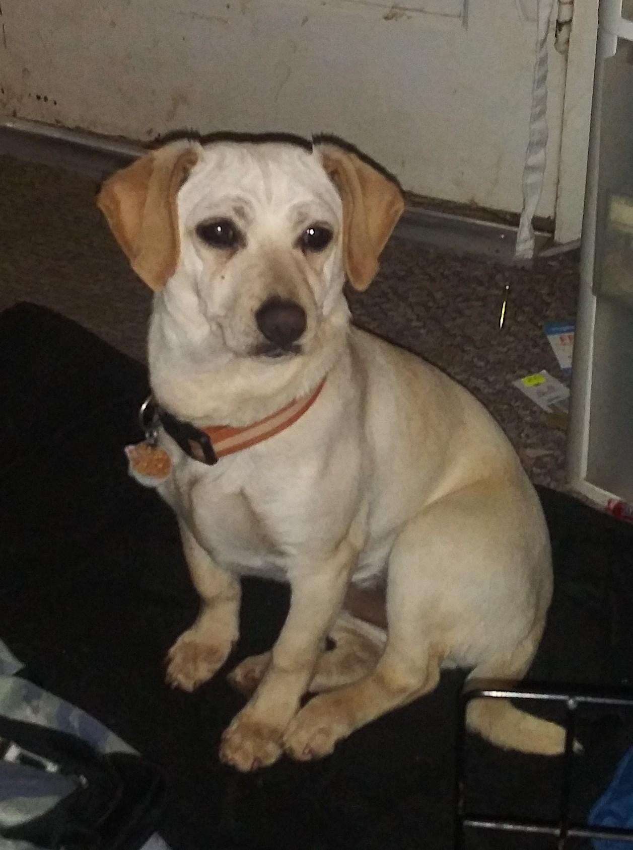 Are Rat Terrier Noisy